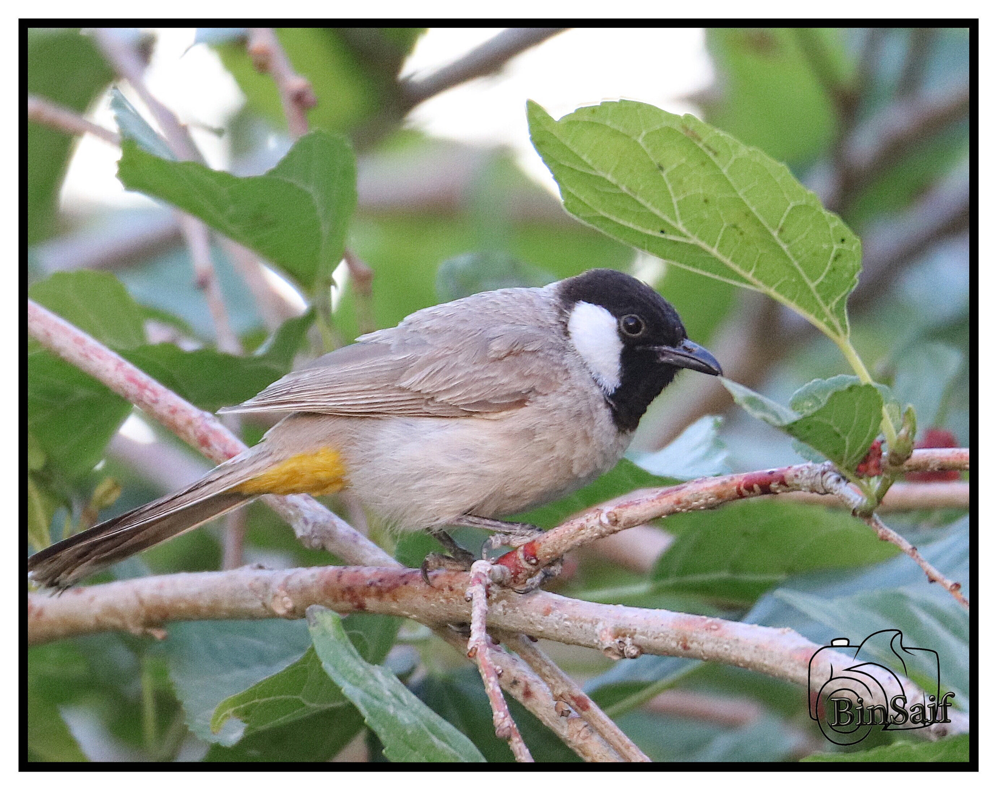 Canon EOS 5DS R sample photo. Untitled photography