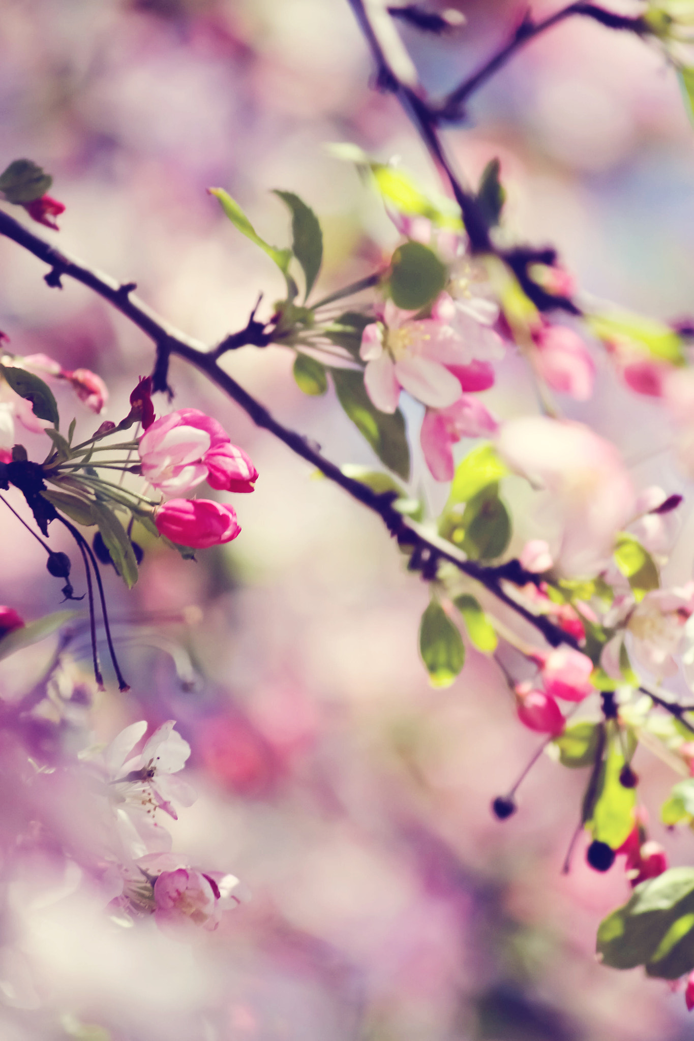 Canon EF-S 55-250mm F4-5.6 IS sample photo. Blossomings. photography