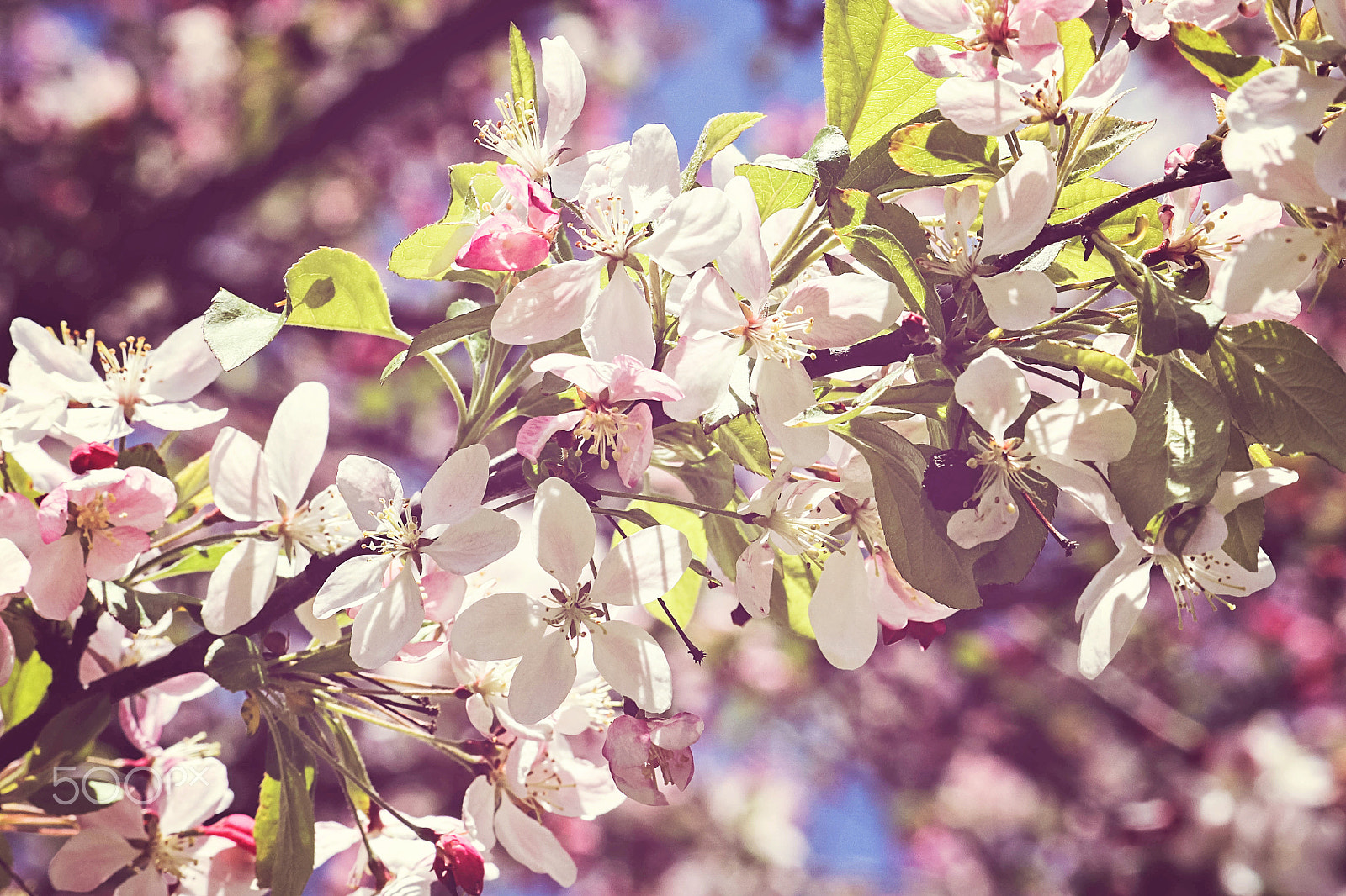 Canon EF-S 55-250mm F4-5.6 IS sample photo. White blossom photography
