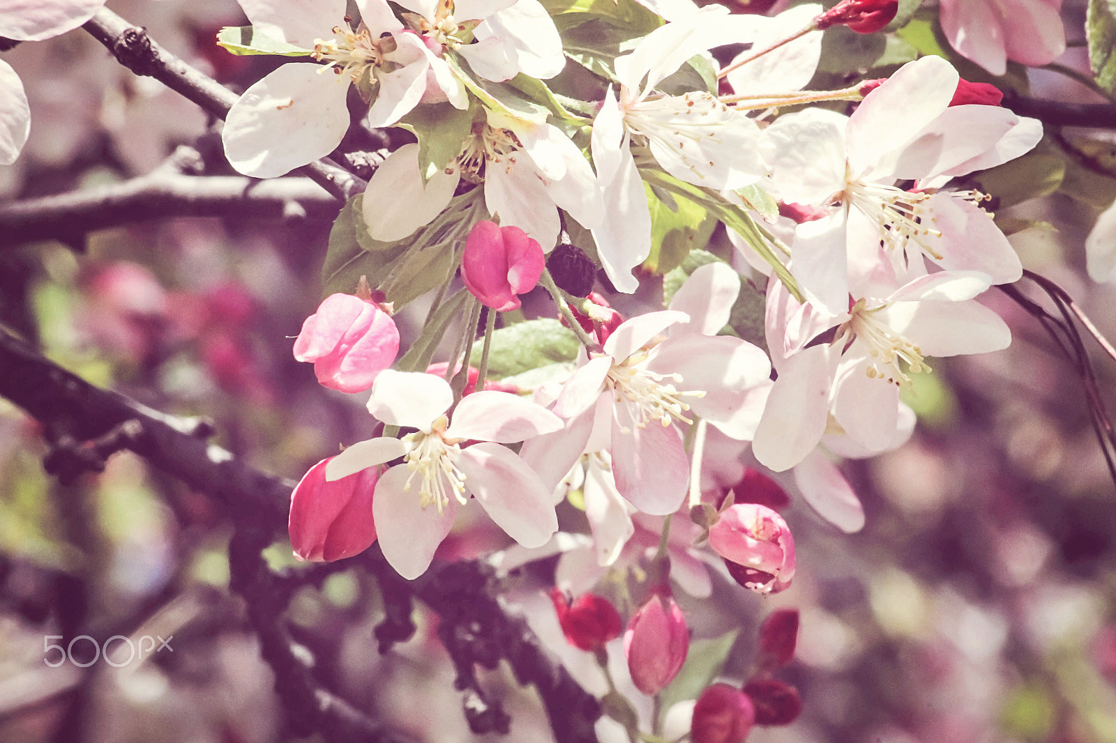Canon EF-S 55-250mm F4-5.6 IS sample photo. White blossom photography