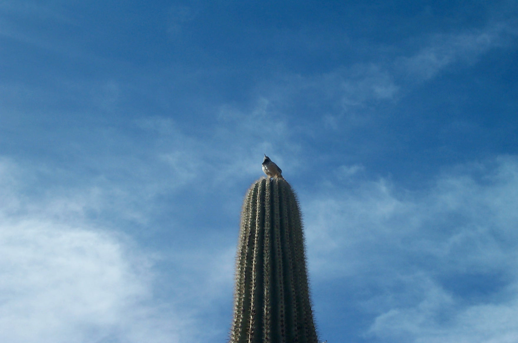 Kodak DC280 ZOOM DIGITAL CAMERA sample photo. Bird on cactus photography