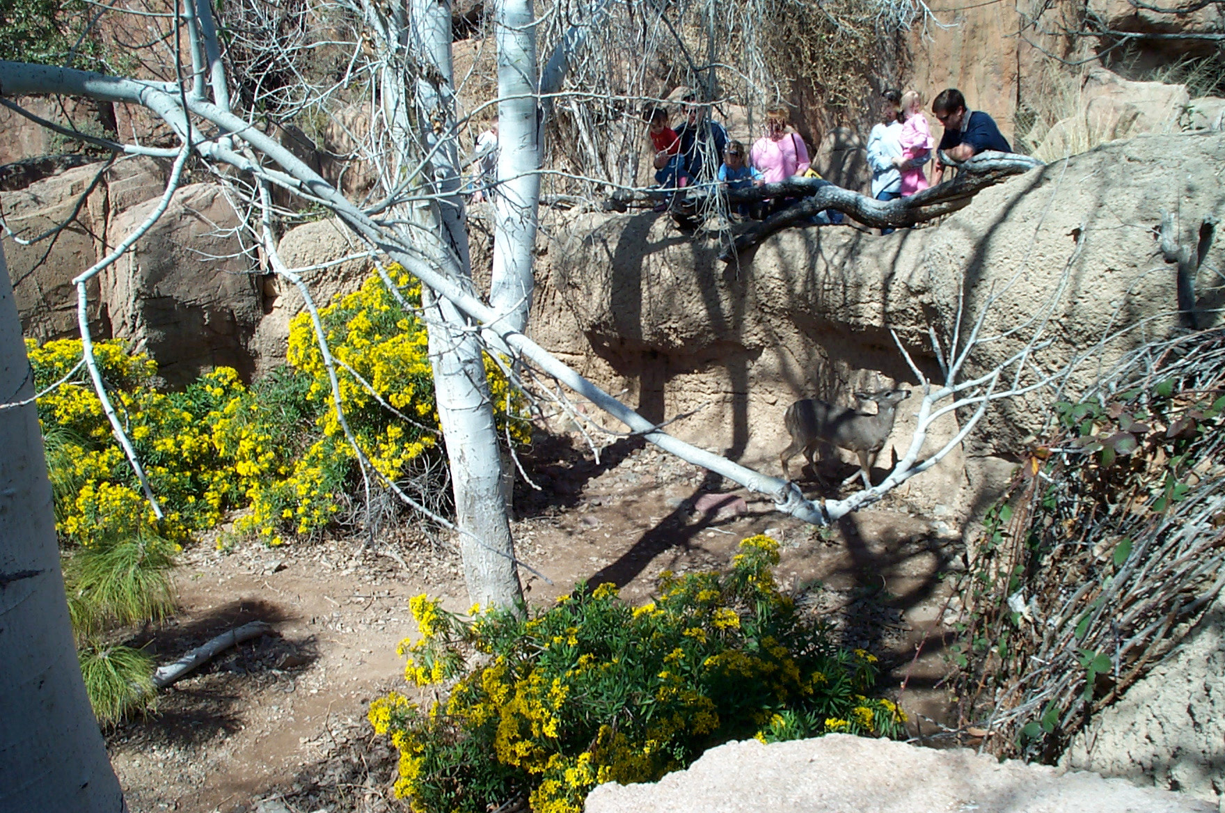 Kodak DC280 ZOOM DIGITAL CAMERA sample photo. Deer as spectator - arizona sonora desert museum photography