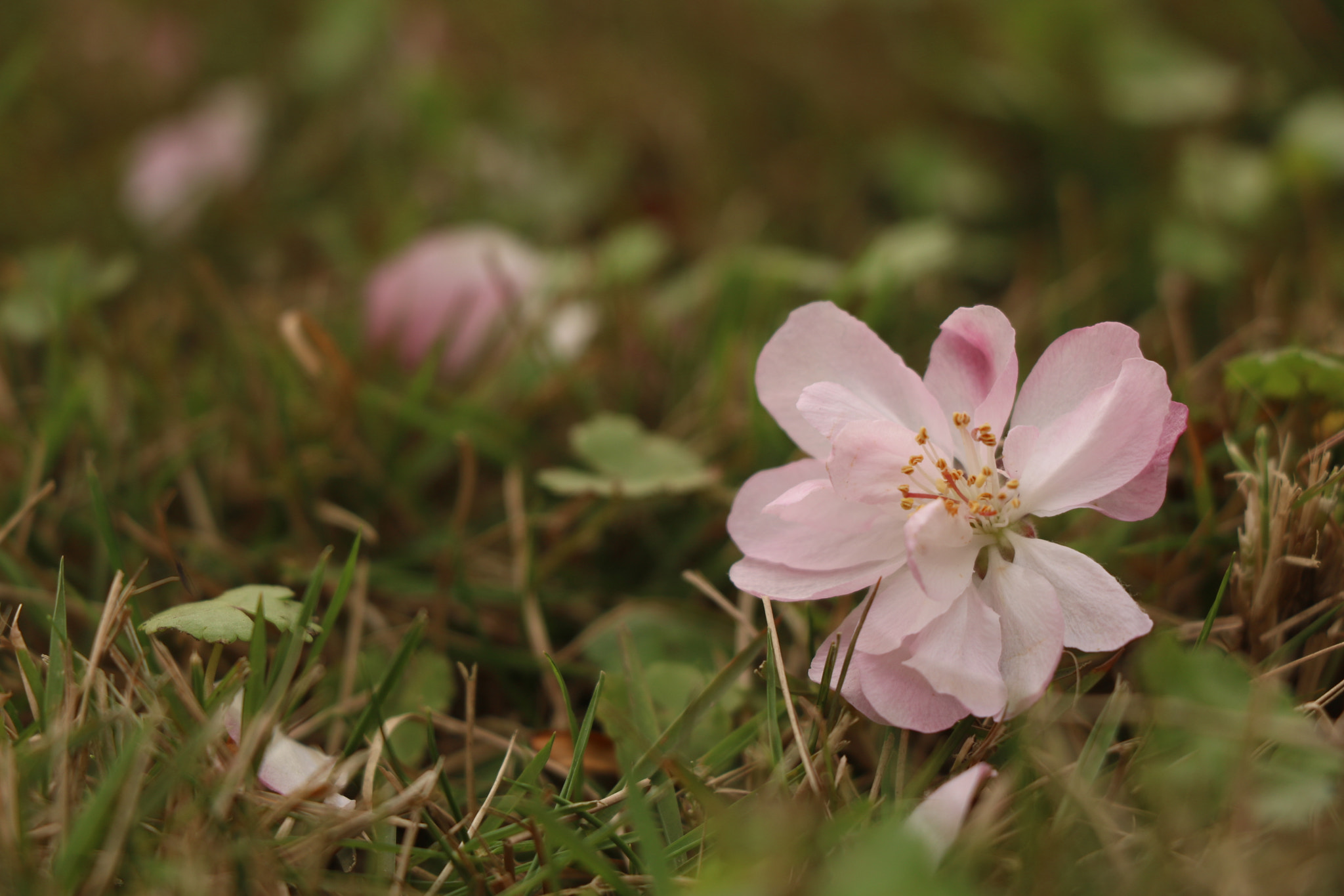Canon EF-S 18-135mm F3.5-5.6 IS STM sample photo. 落花 photography
