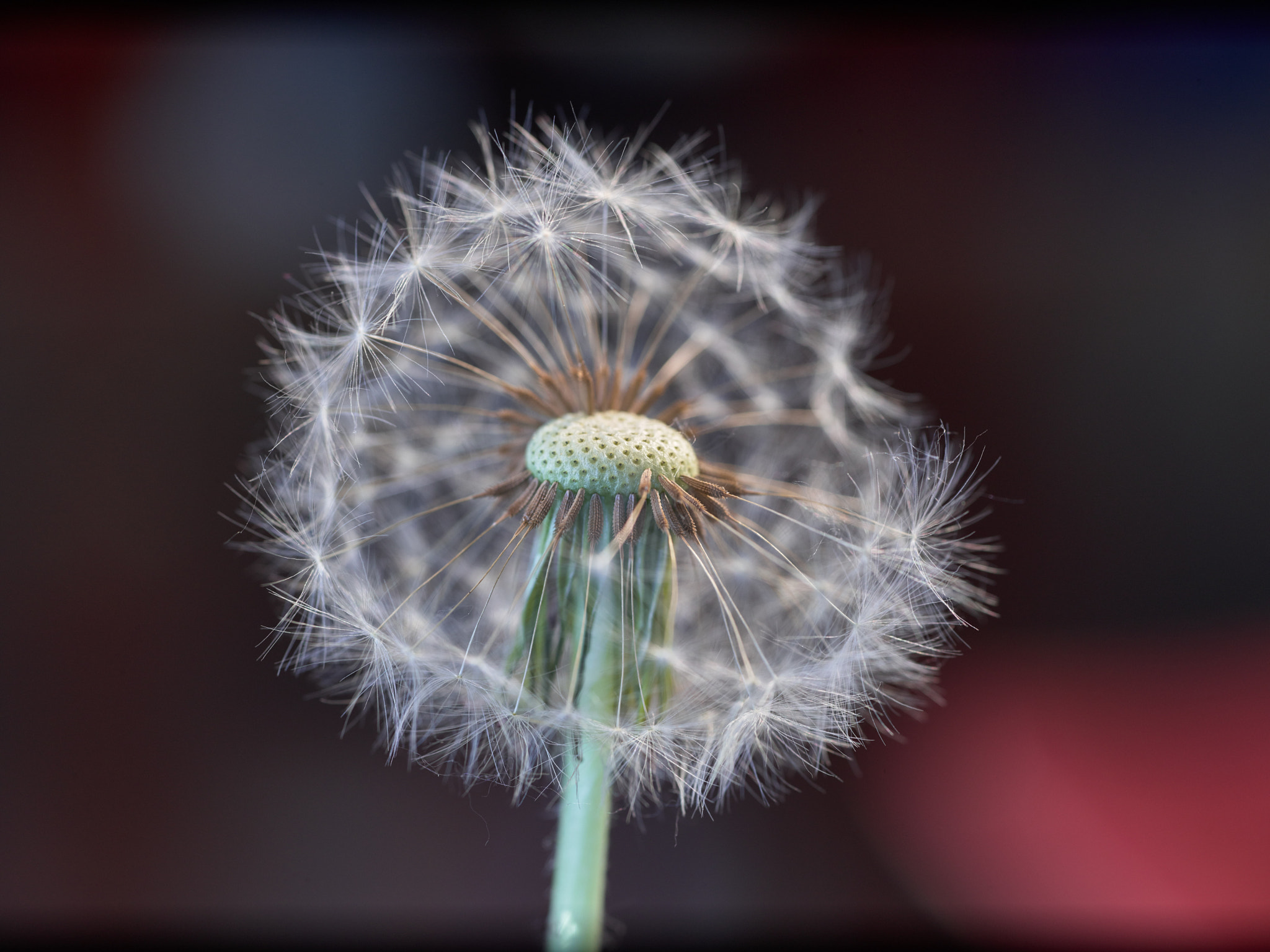 Schneider LS 120mm f/4.0 sample photo. Dandelion photography