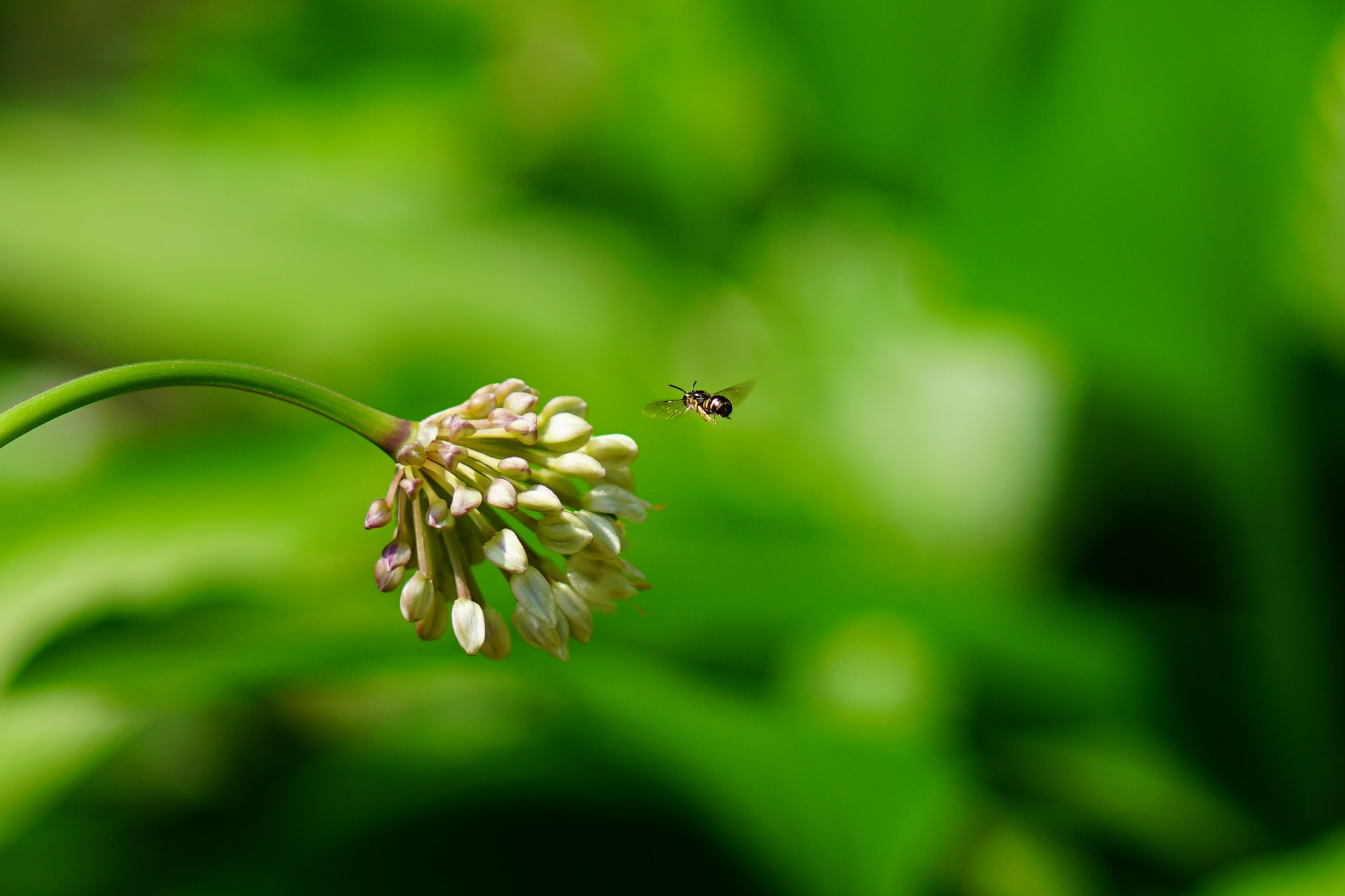 Sony a7R II + Sony 100mm F2.8 Macro sample photo. Alpine leek photography