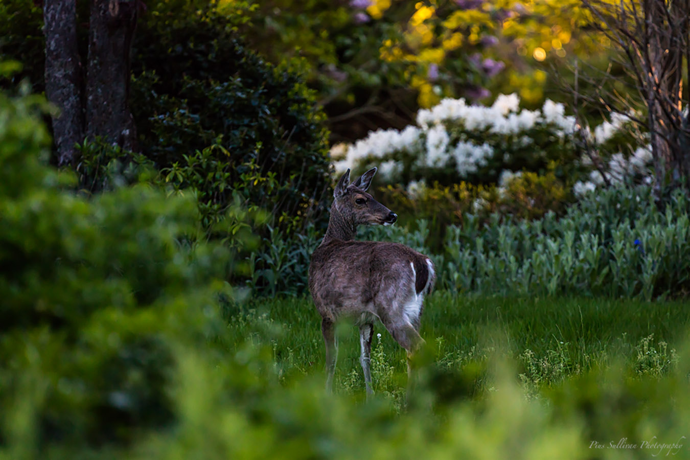 Canon EOS 5DS R + Canon EF 400mm F4 DO IS II USM sample photo. Winter fades away photography