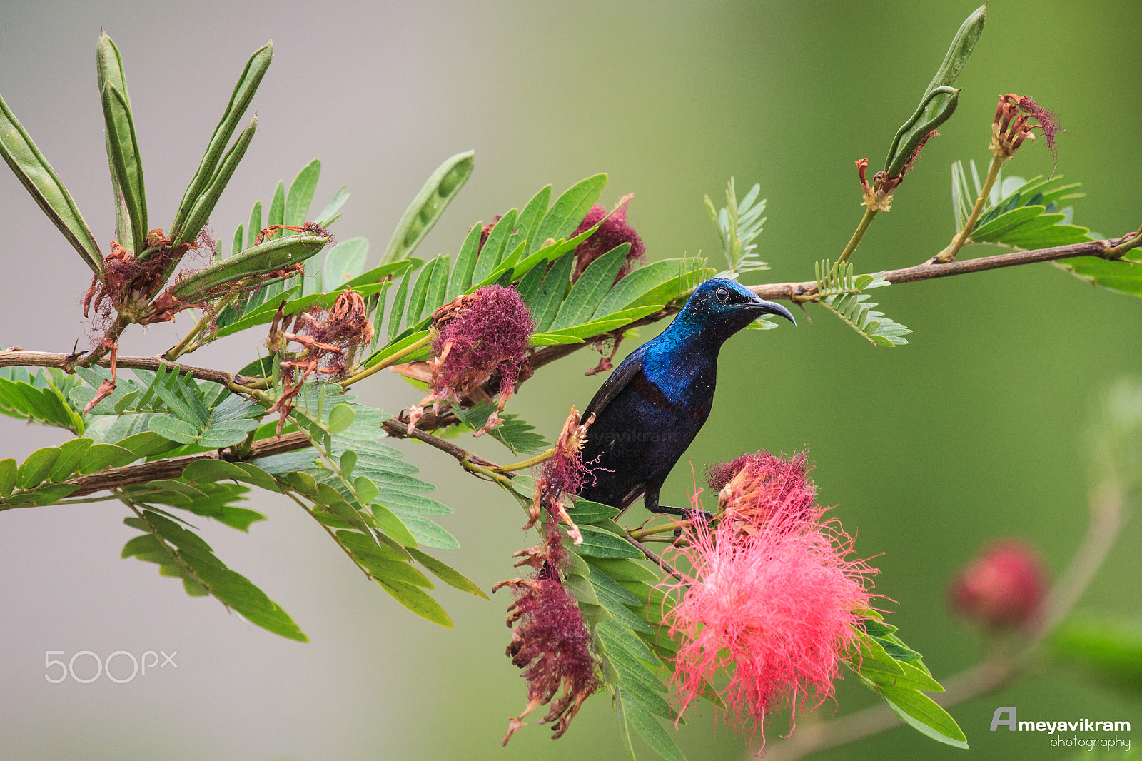 Canon EF 100-400mm F4.5-5.6L IS USM sample photo. Purple sunbird photography