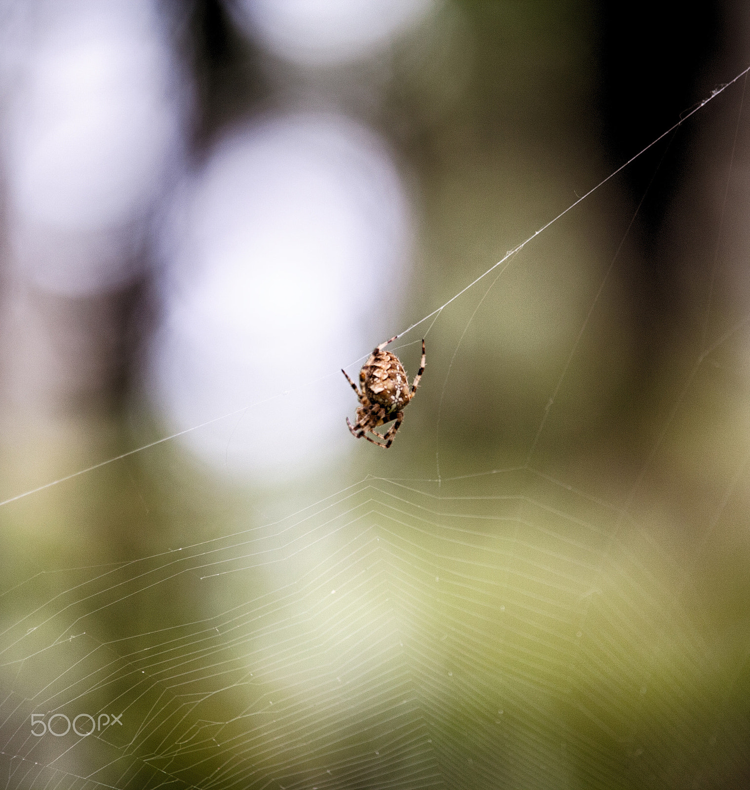 Canon EF-S 55-250mm F4-5.6 IS STM sample photo. Silent hunter photography