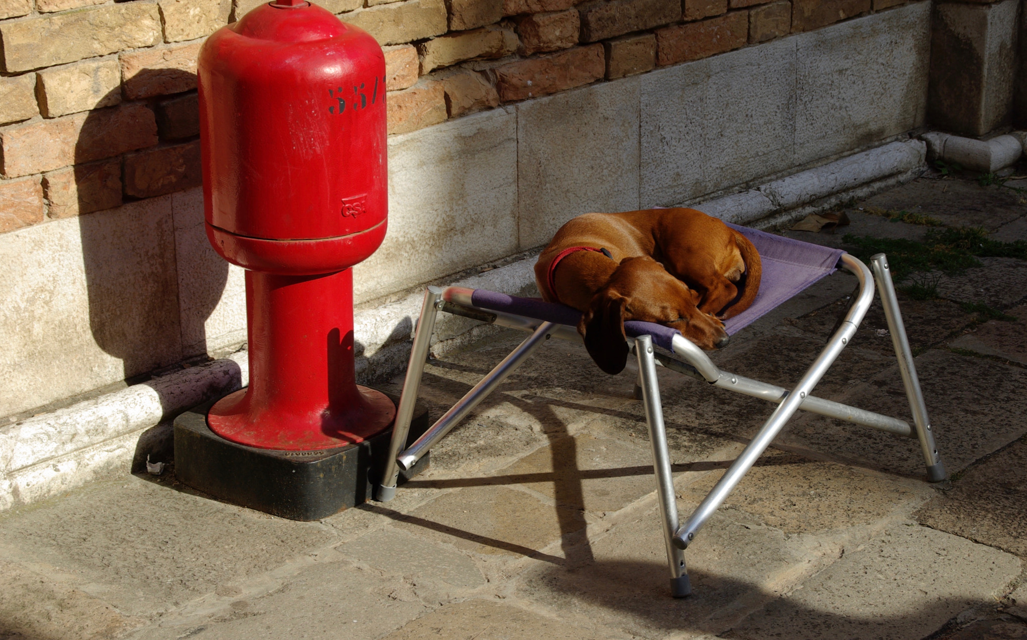 Tamron AF 18-200mm F3.5-6.3 XR Di II LD Aspherical (IF) Macro sample photo. A dog sleeping  photography