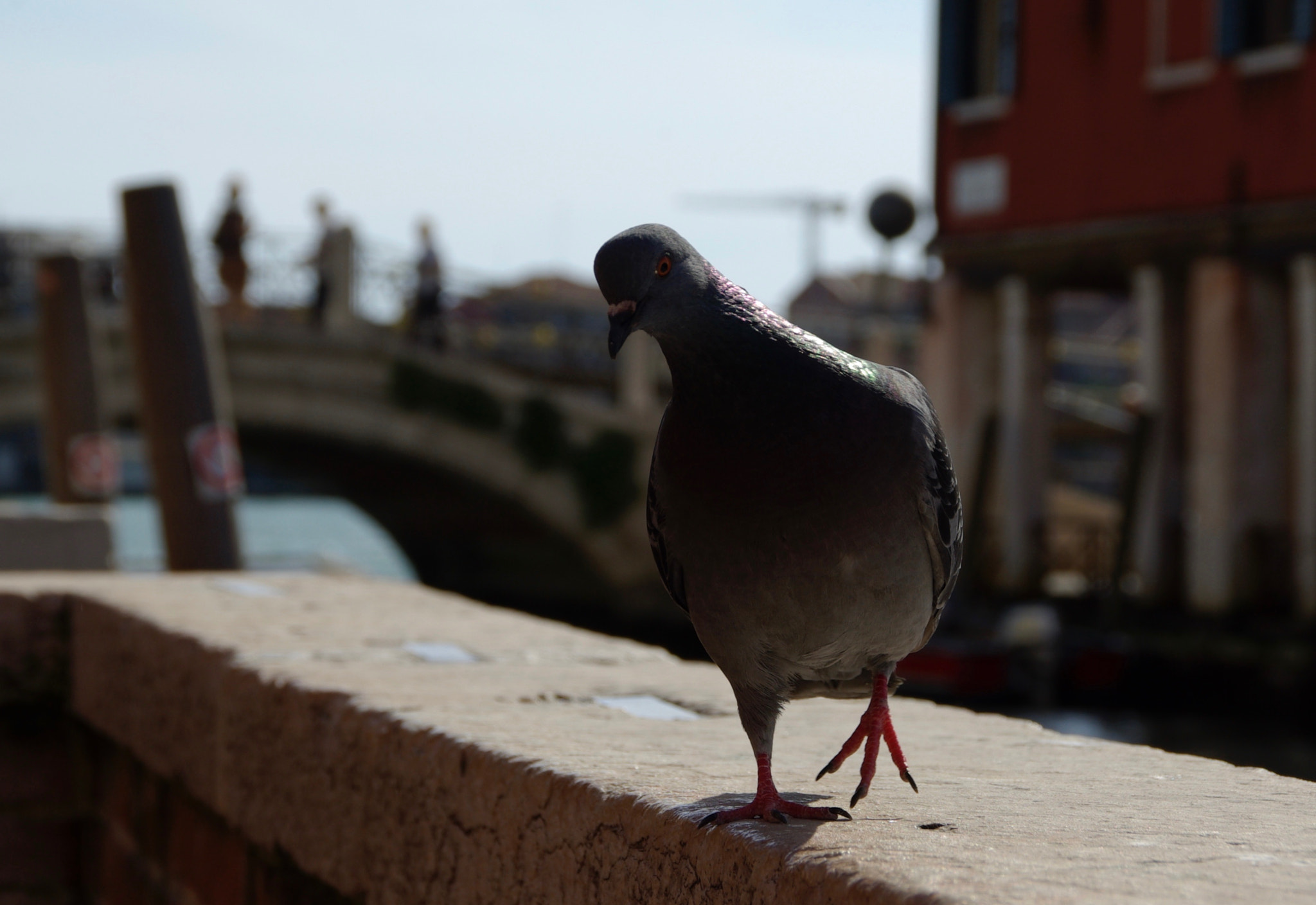 Tamron AF 18-200mm F3.5-6.3 XR Di II LD Aspherical (IF) Macro sample photo. A curios dove photography