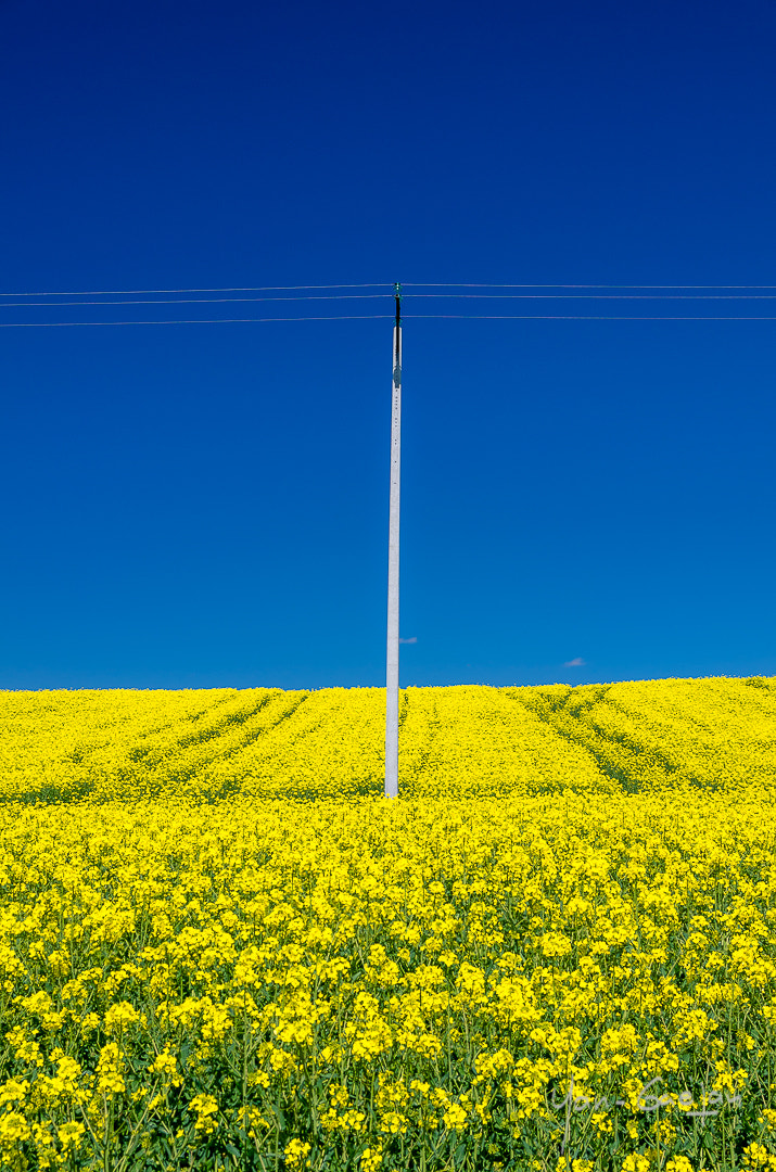 Nikon D7000 + Sigma 17-70mm F2.8-4 DC Macro OS HSM | C sample photo. Printemps ! photography