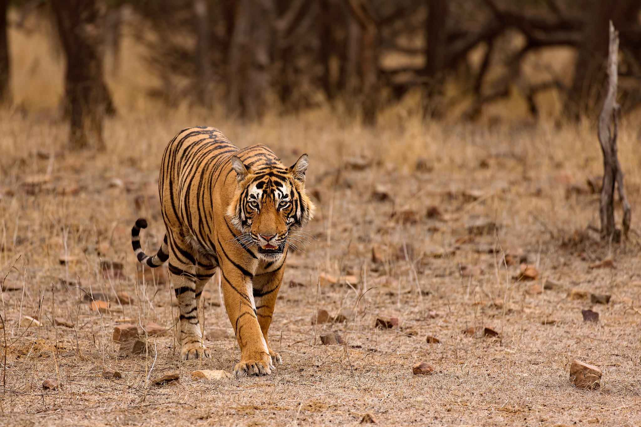 Canon EF 100-400mm F4.5-5.6L IS II USM sample photo. Cat walk photography