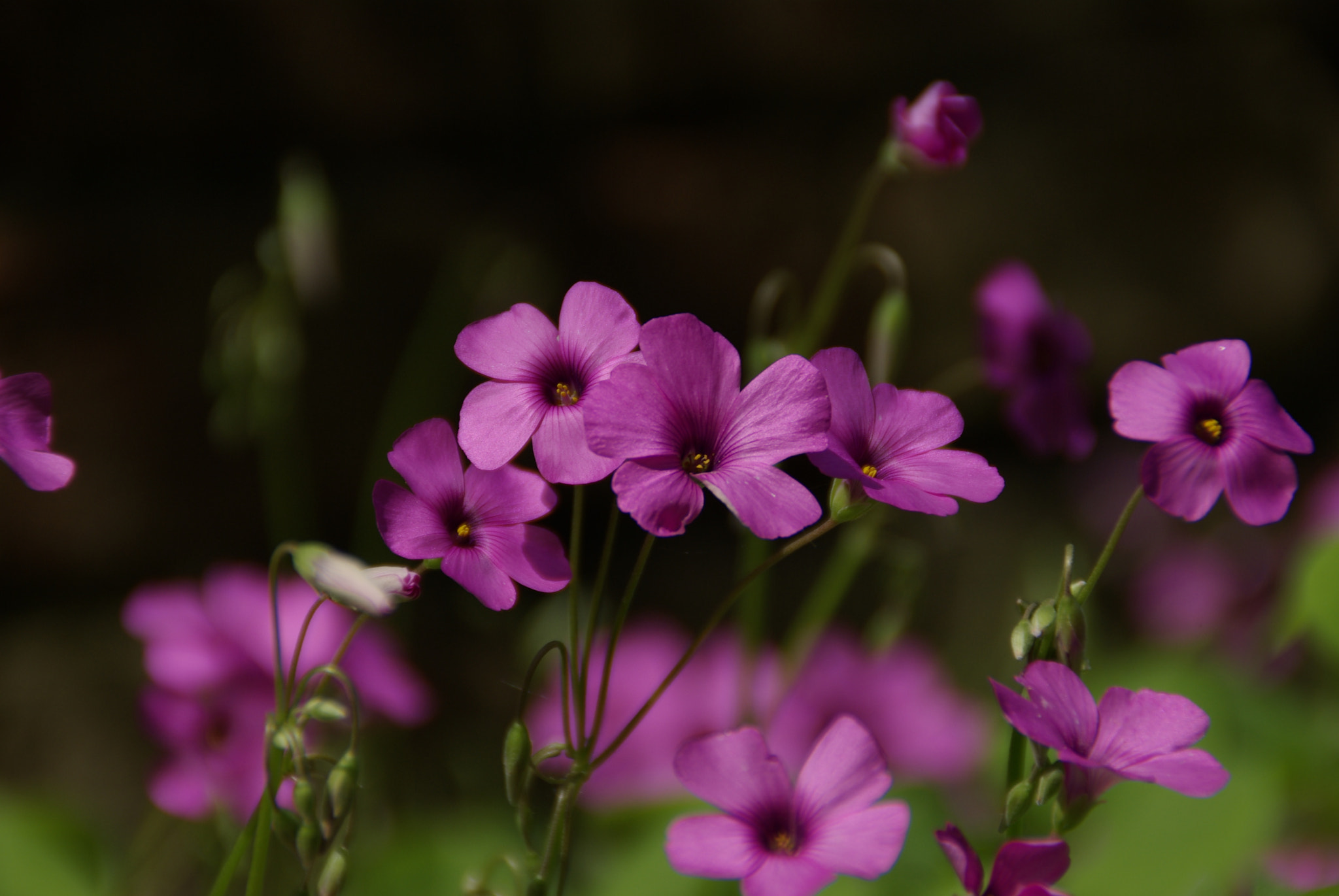 Tamron AF 18-200mm F3.5-6.3 XR Di II LD Aspherical (IF) Macro sample photo. Pink flowers photography