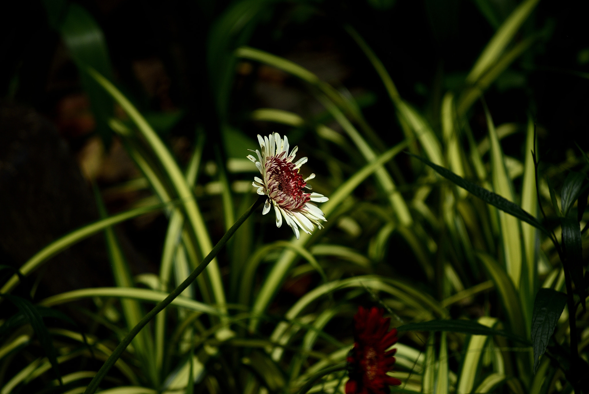 Nikon D200 sample photo. Hoa Đồng tiền photography