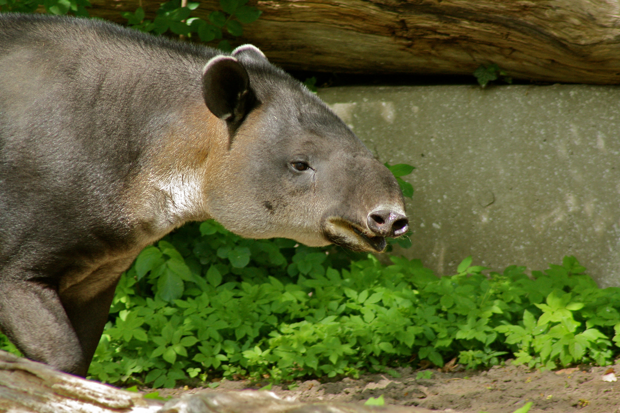 Canon EF 75-300mm f/4-5.6 USM sample photo. Zoologischer garten berlin photography