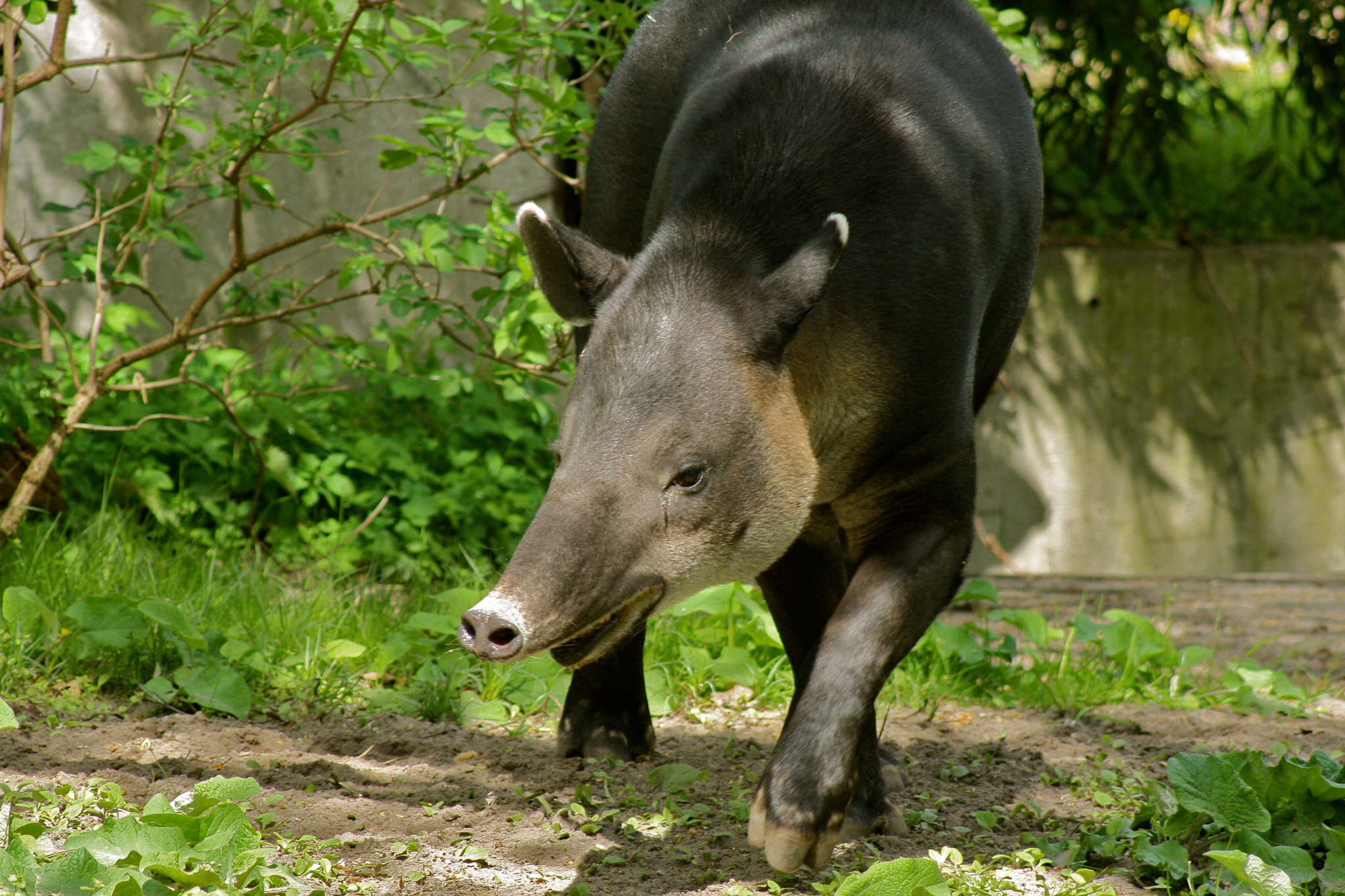 Canon EF 75-300mm f/4-5.6 USM sample photo. Zoologischer garten berlin photography