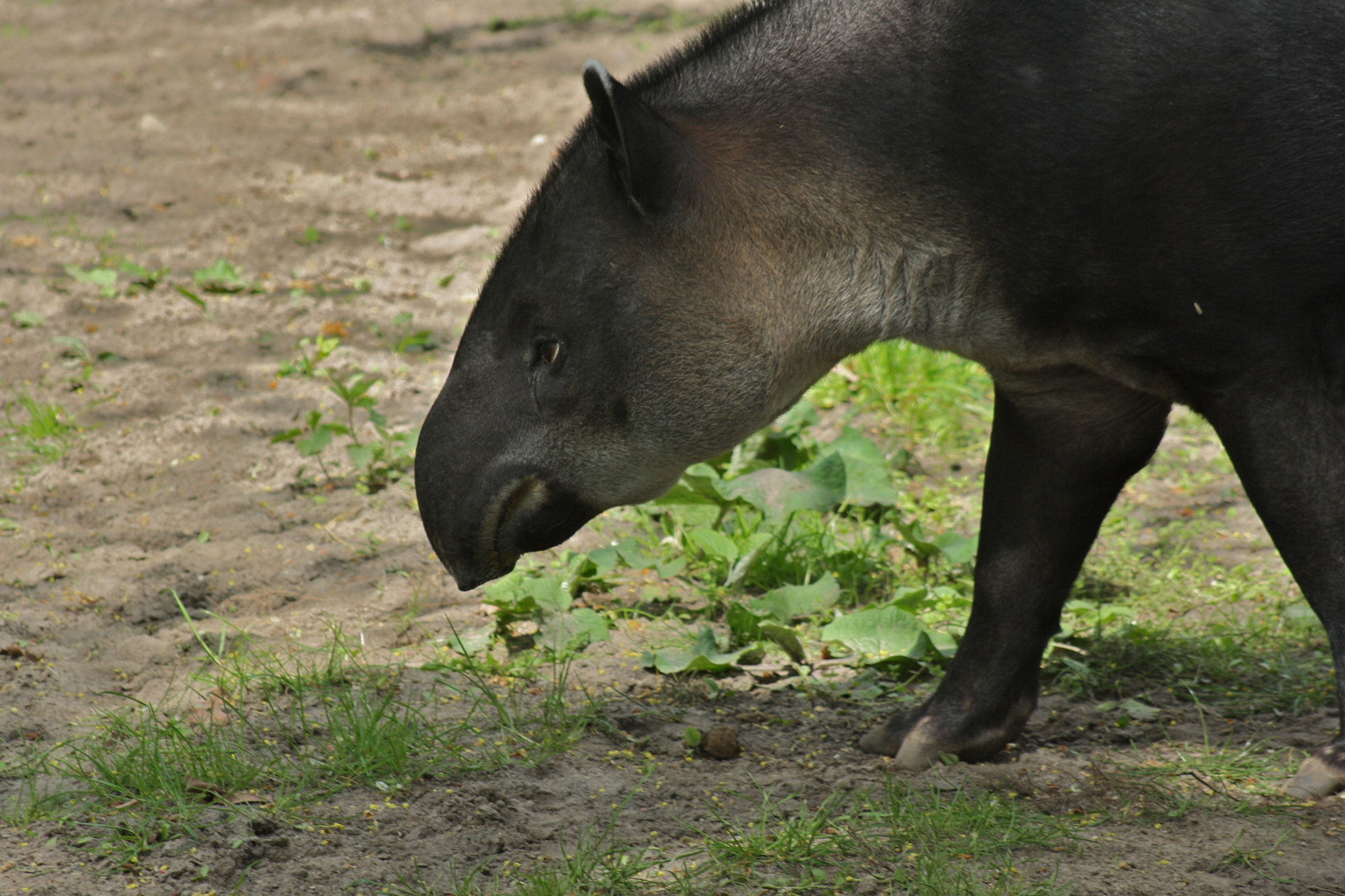 Canon EF 75-300mm f/4-5.6 USM sample photo. Zoologischer garten berlin photography