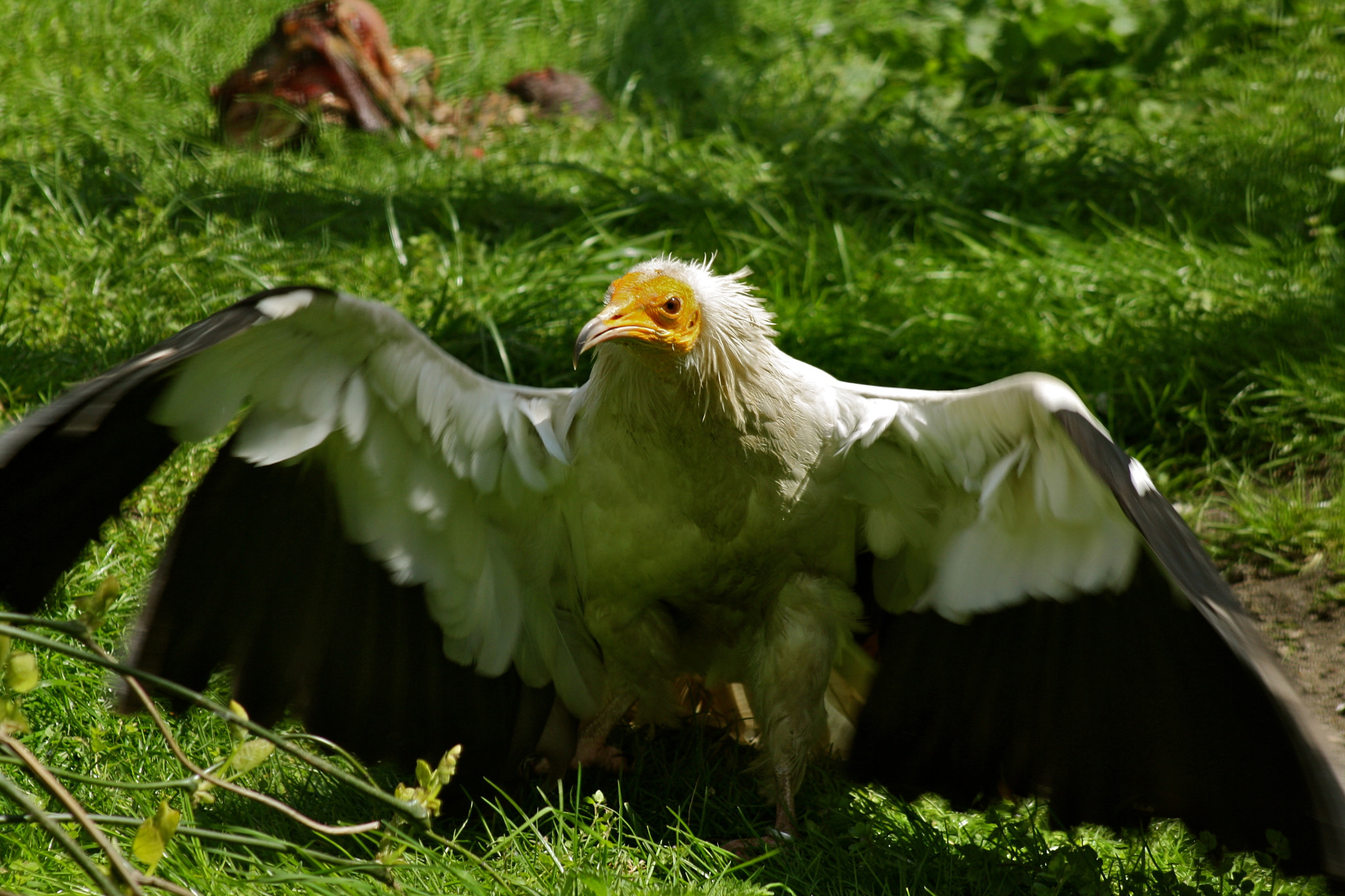 Canon EF 75-300mm f/4-5.6 USM sample photo. Zoologischer garten berlin photography