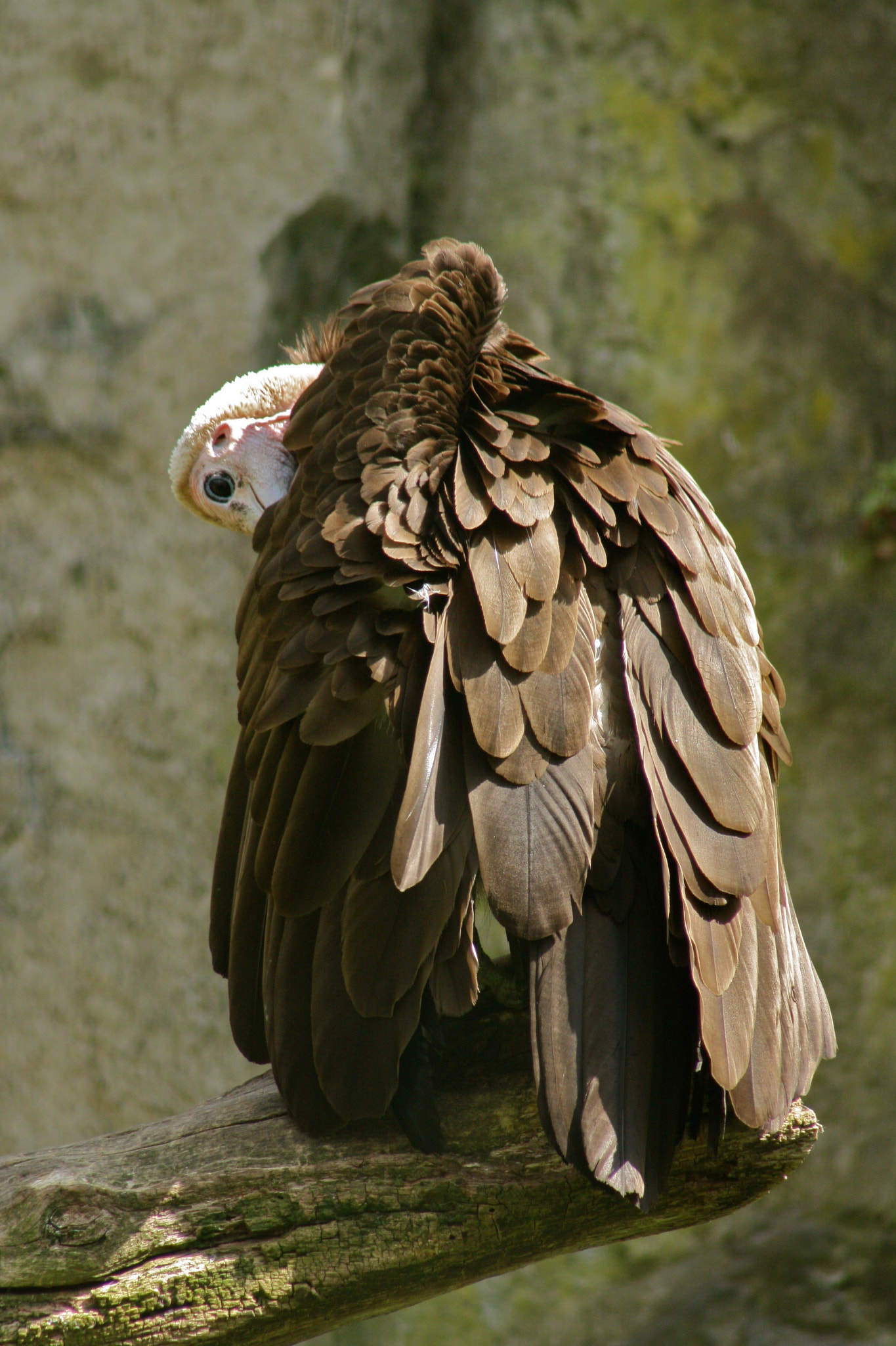 Canon EF 75-300mm f/4-5.6 USM sample photo. Zoologischer garten berlin photography