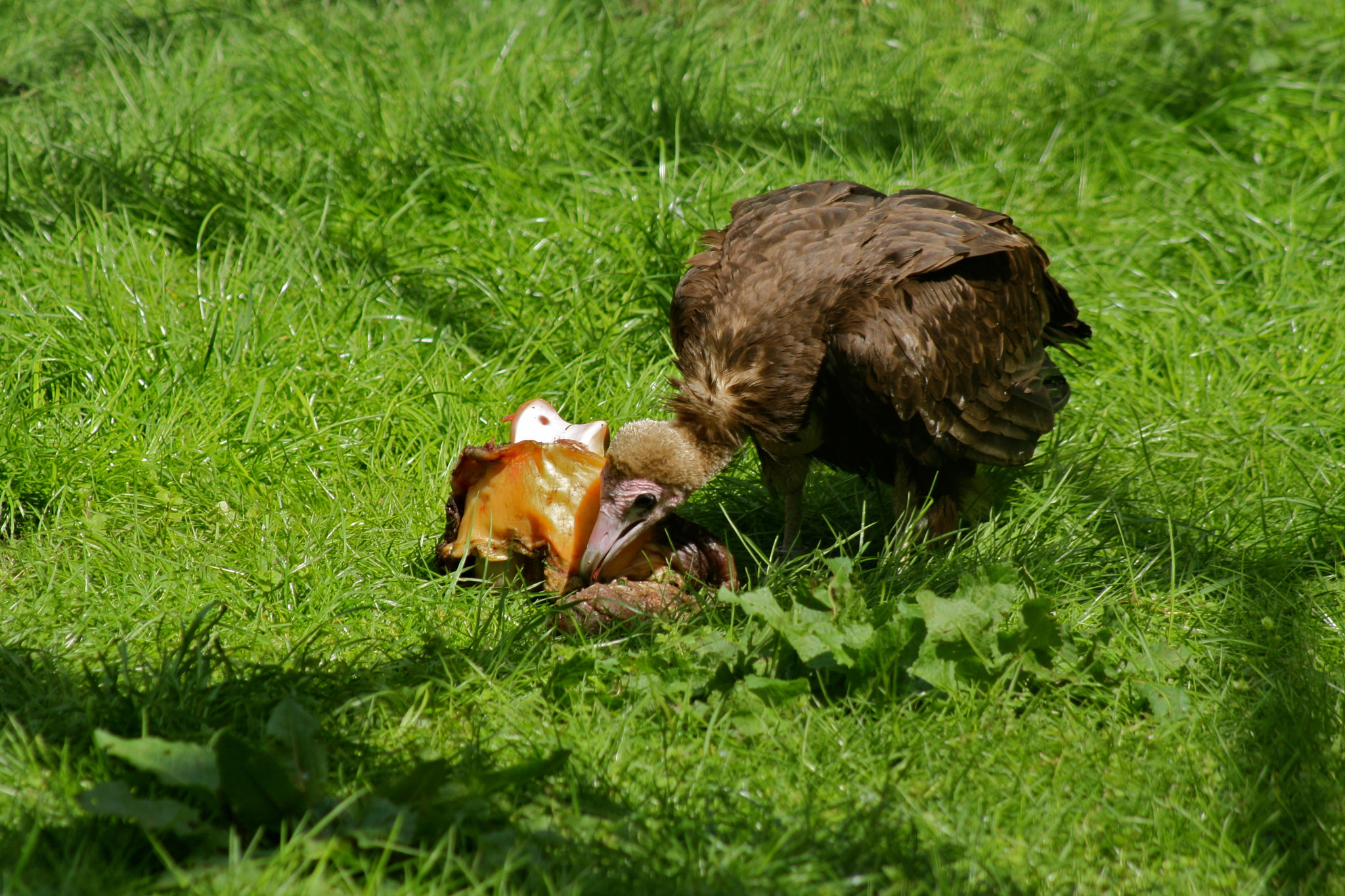 Canon EF 75-300mm f/4-5.6 USM sample photo. Zoologischer garten berlin photography