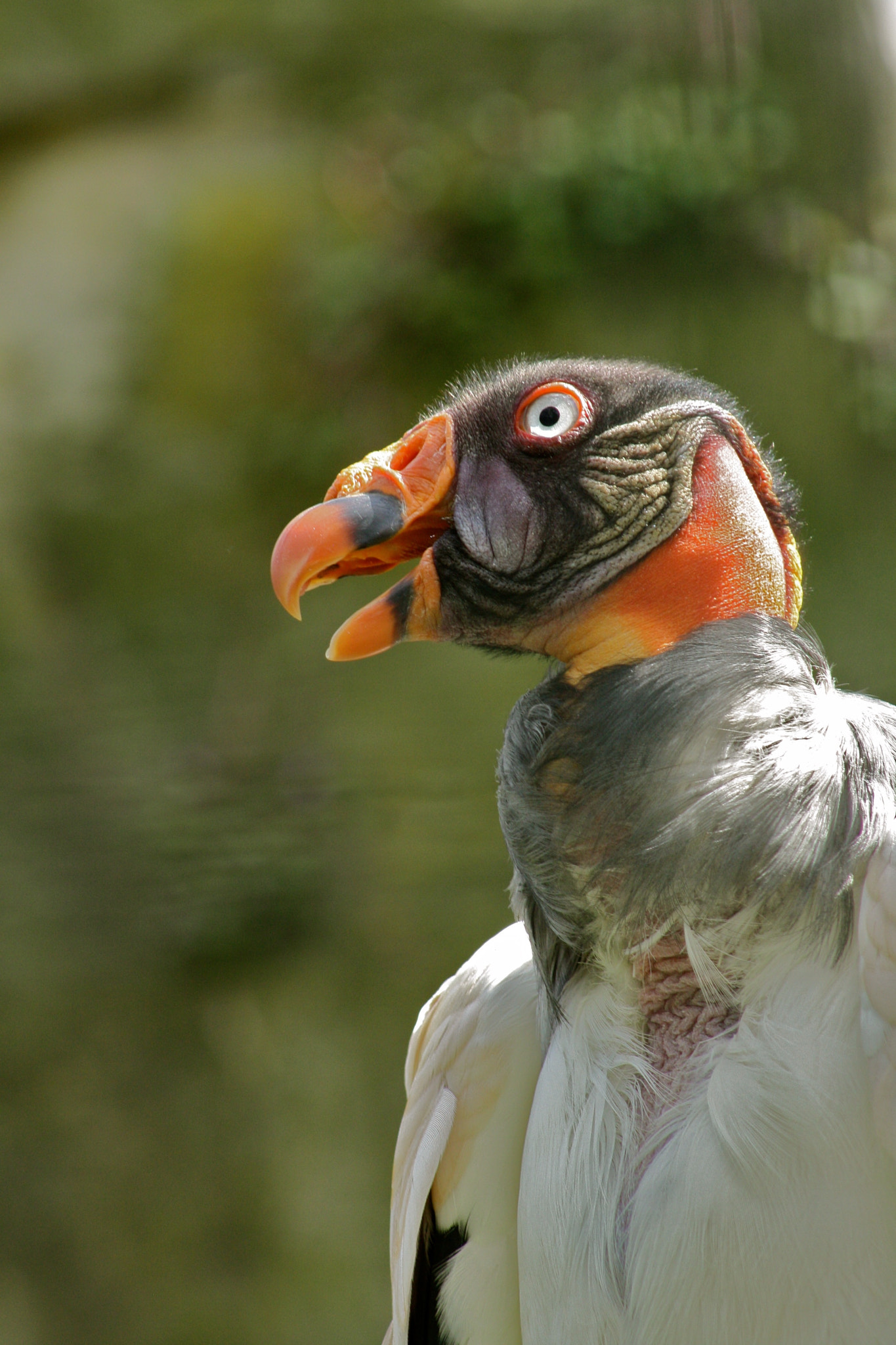 Canon EF 75-300mm f/4-5.6 USM sample photo. Zoologischer garten berlin photography