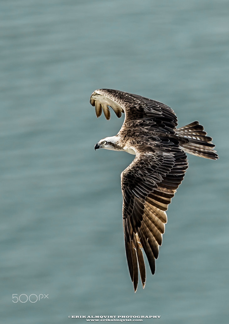 Canon EOS-1D X + Canon EF 300mm F2.8L IS II USM sample photo. Osprey of palm jumeirah photography