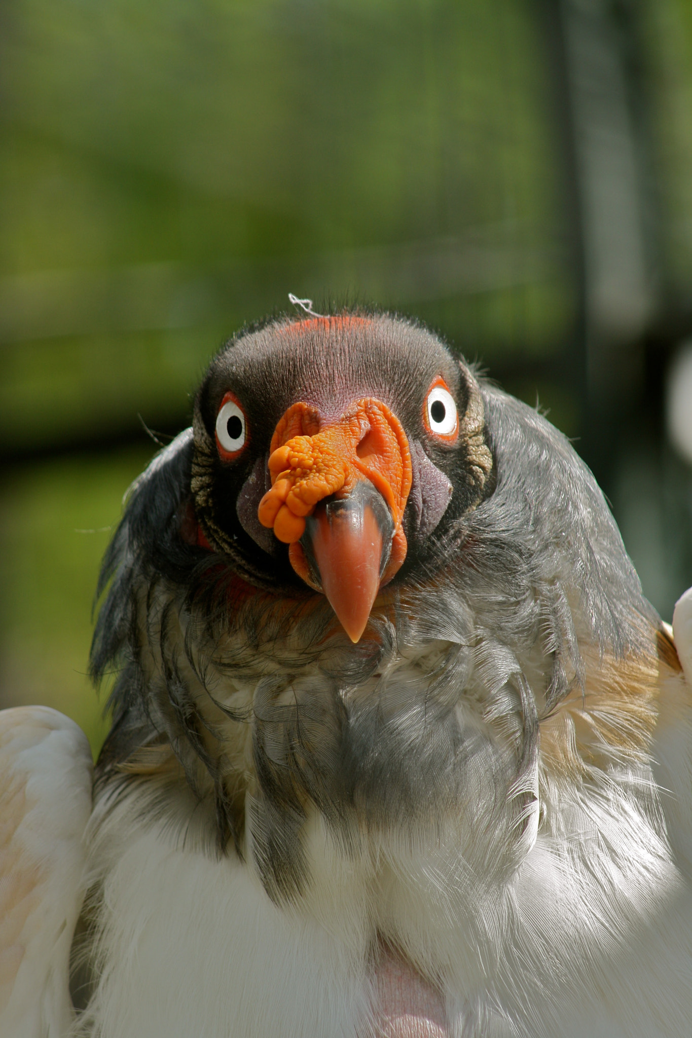 Canon EF 75-300mm f/4-5.6 USM sample photo. Zoologischer garten berlin photography
