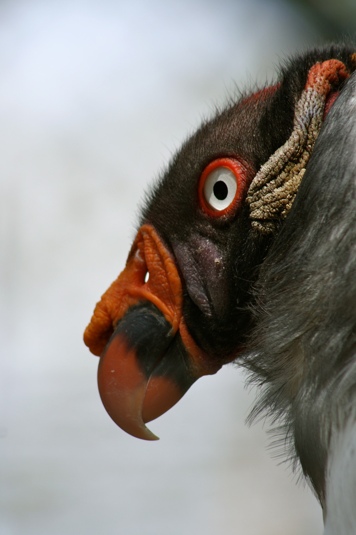 Canon EF 75-300mm f/4-5.6 USM sample photo. Zoologischer garten berlin photography