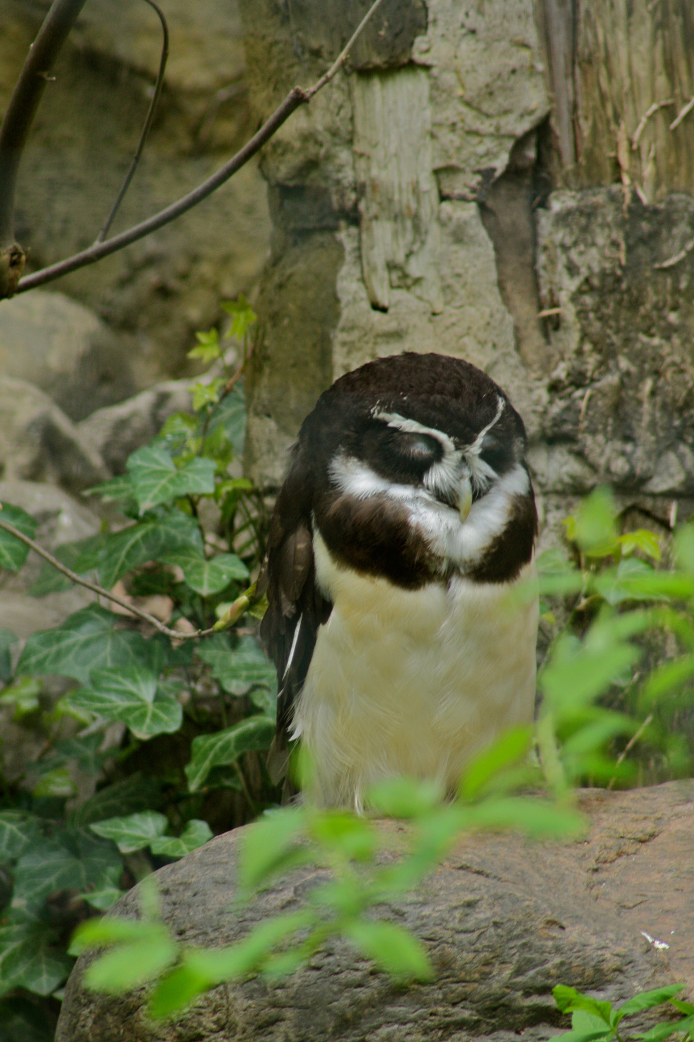 Canon EF 75-300mm f/4-5.6 USM sample photo. Zoologischer garten berlin photography