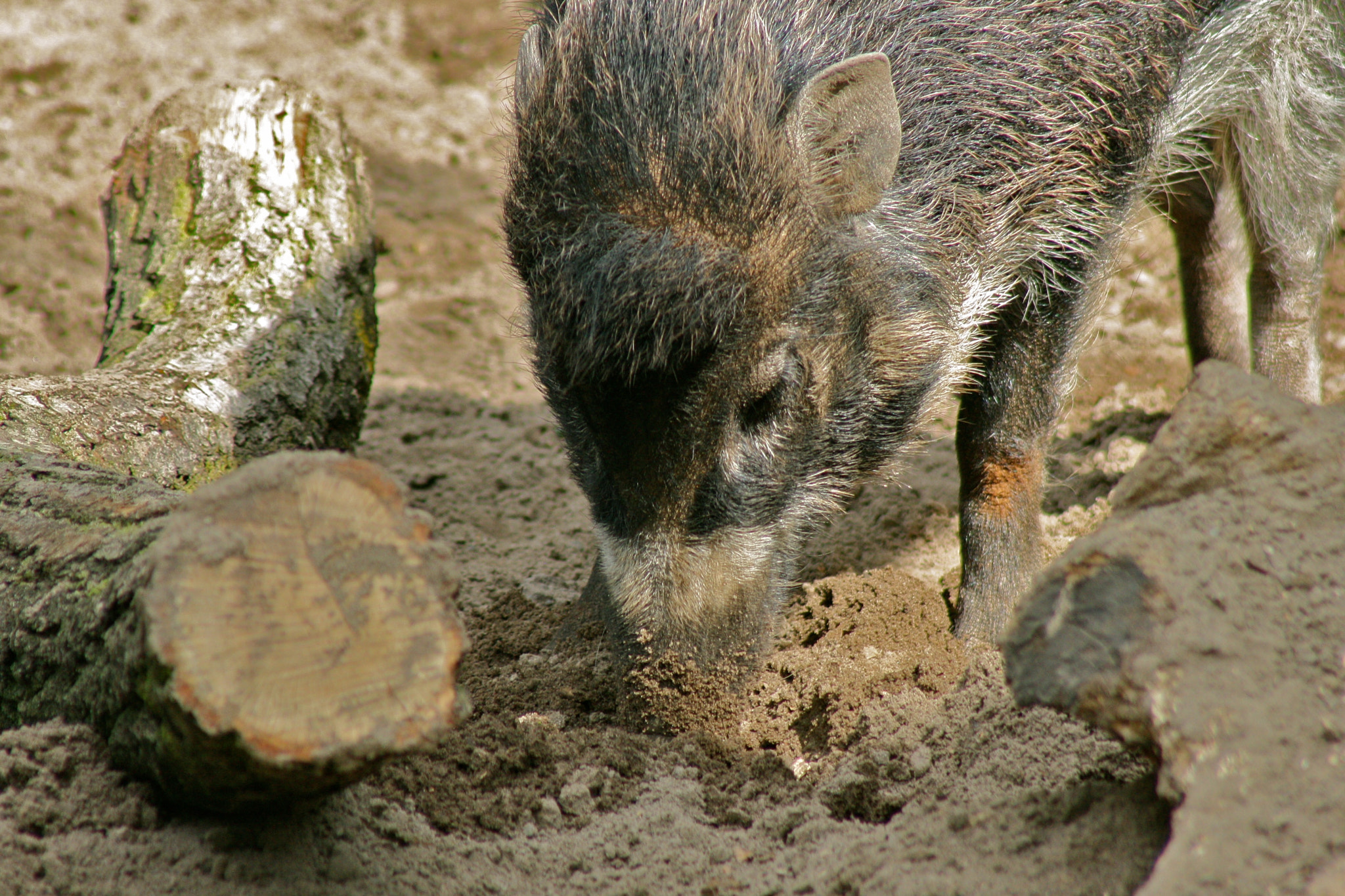 Canon EF 75-300mm f/4-5.6 USM sample photo. Zoologischer garten berlin photography
