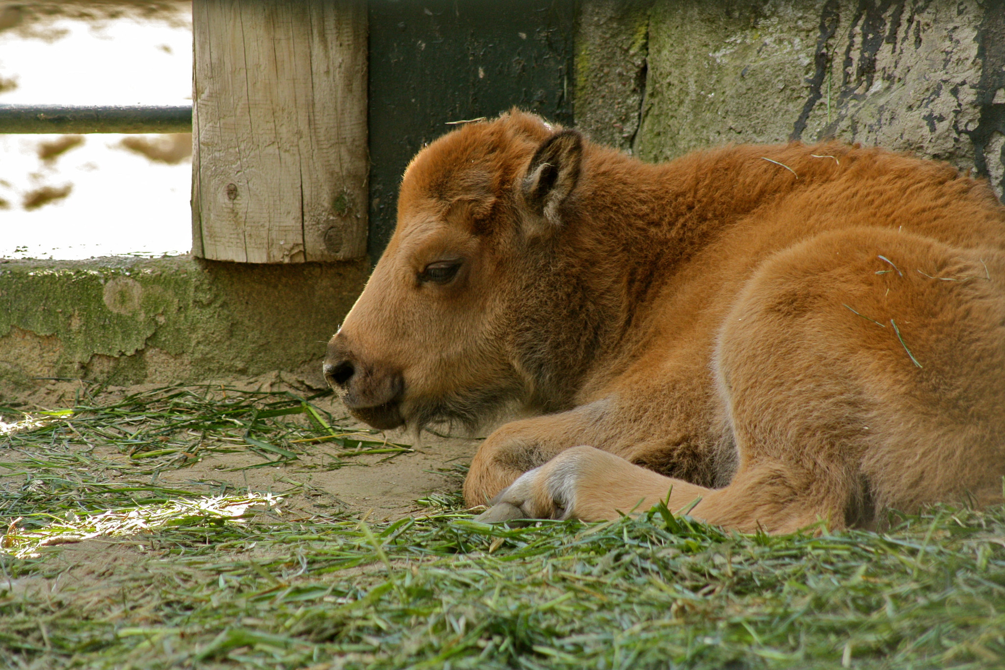 Canon EF 75-300mm f/4-5.6 USM sample photo. Zoologischer garten berlin photography
