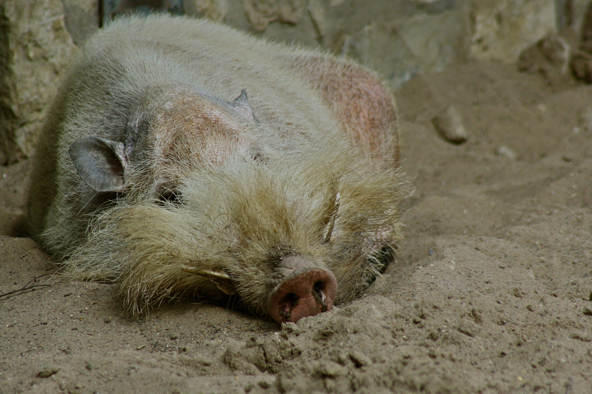 Canon EF 75-300mm f/4-5.6 USM sample photo. Zoologischer garten berlin photography