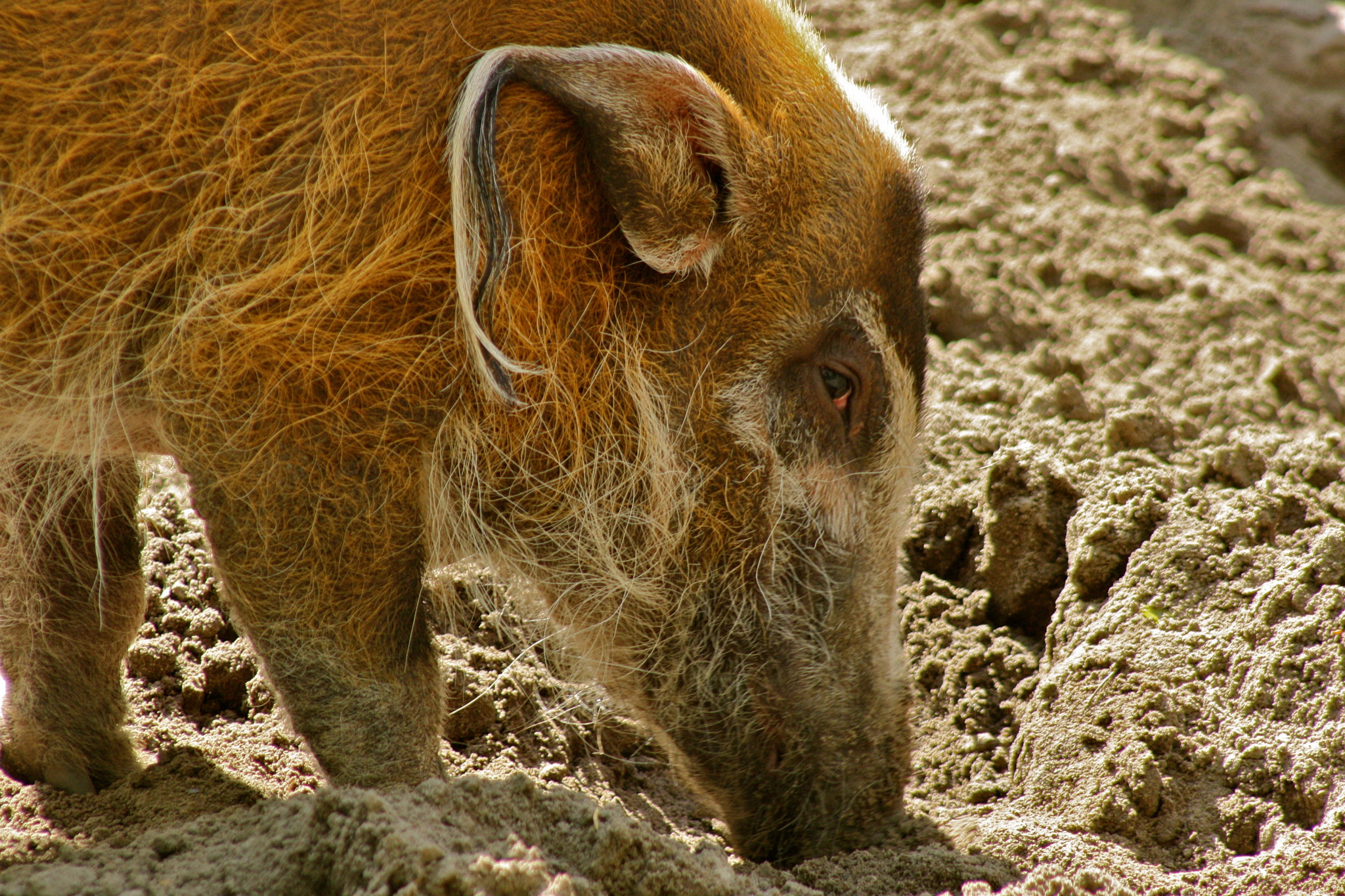 Canon EF 75-300mm f/4-5.6 USM sample photo. Zoologischer garten berlin photography