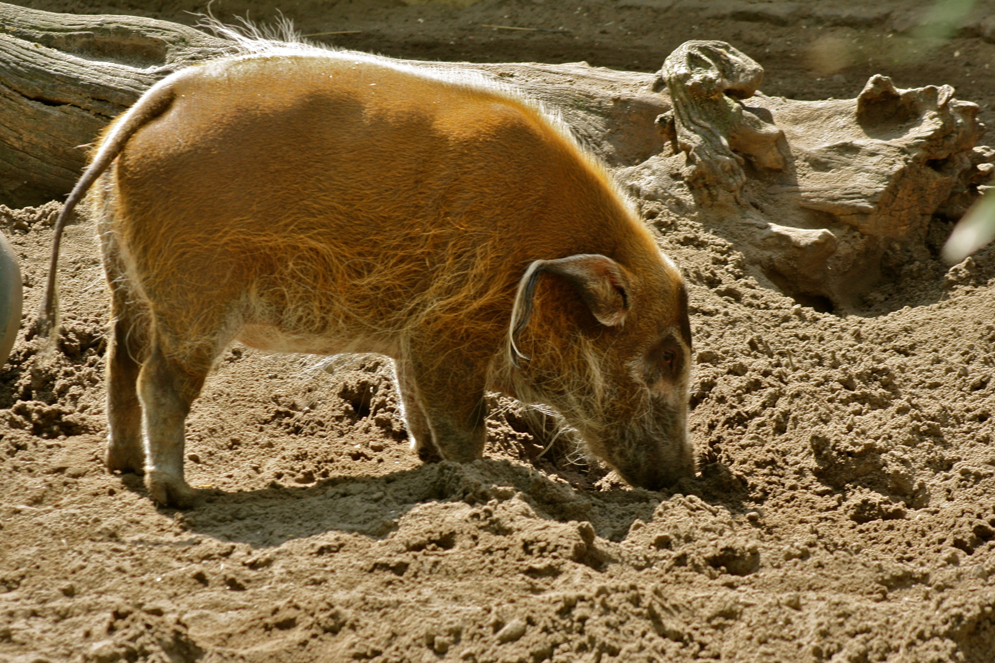 Canon EF 75-300mm f/4-5.6 USM sample photo. Zoologischer garten berlin photography