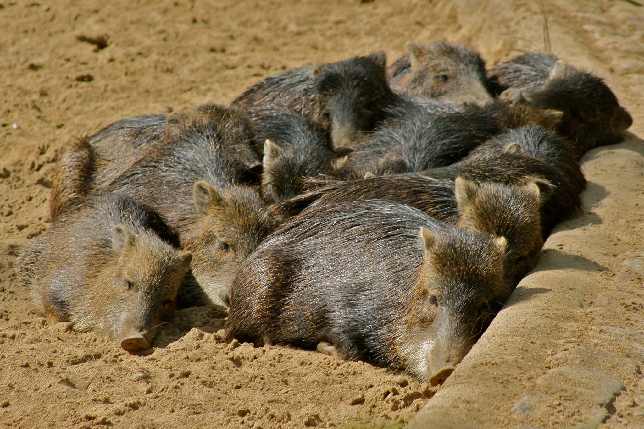 Canon EF 75-300mm f/4-5.6 USM sample photo. Zoologischer garten berlin photography