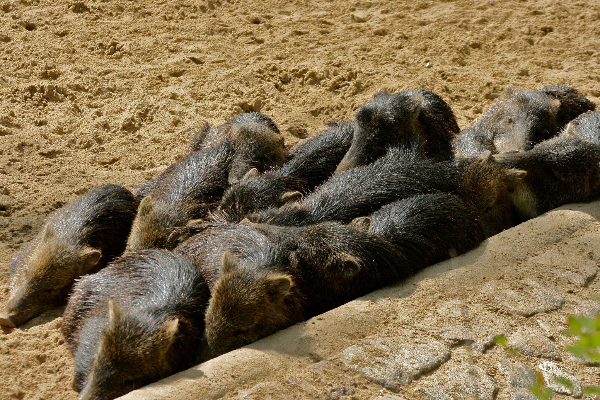 Canon EF 75-300mm f/4-5.6 USM sample photo. Zoologischer garten berlin photography