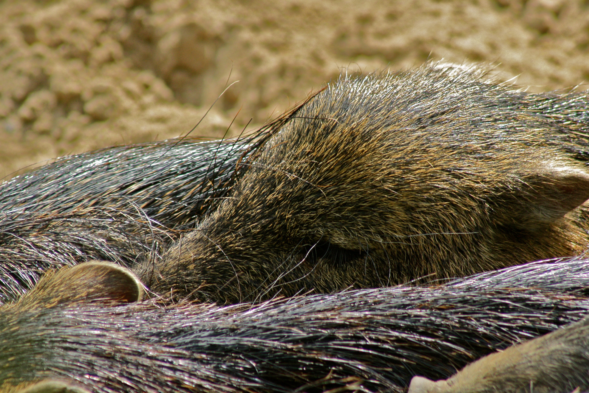 Canon EF 75-300mm f/4-5.6 USM sample photo. Zoologischer garten berlin photography