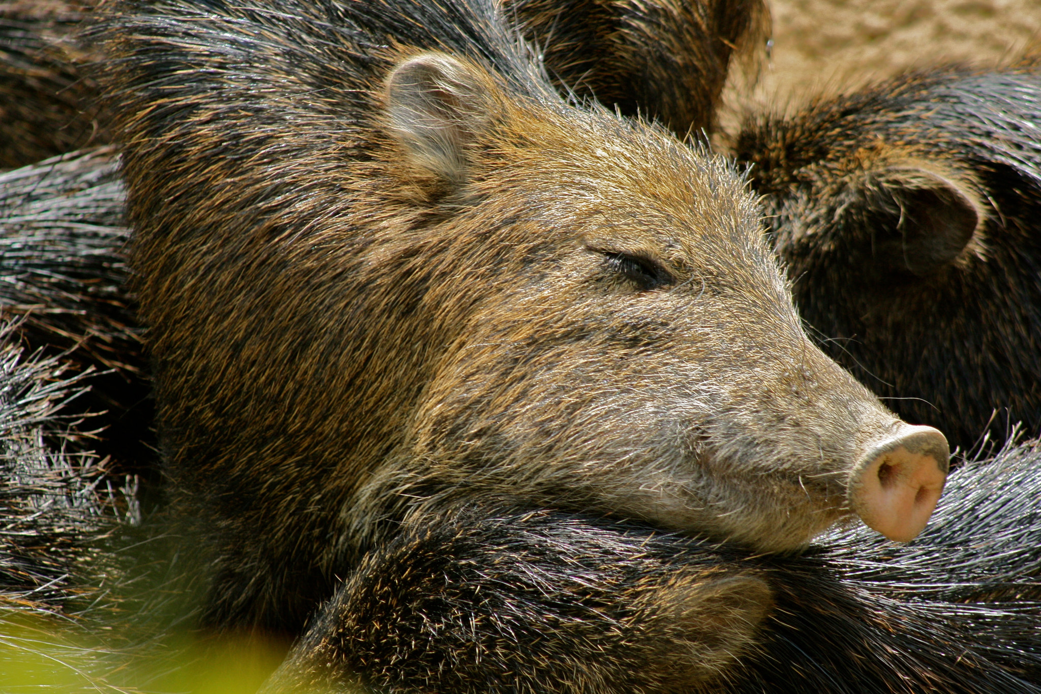 Canon EF 75-300mm f/4-5.6 USM sample photo. Zoologischer garten berlin photography