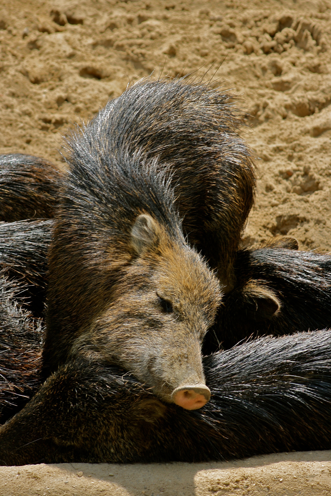 Canon EF 75-300mm f/4-5.6 USM sample photo. Zoologischer garten berlin photography