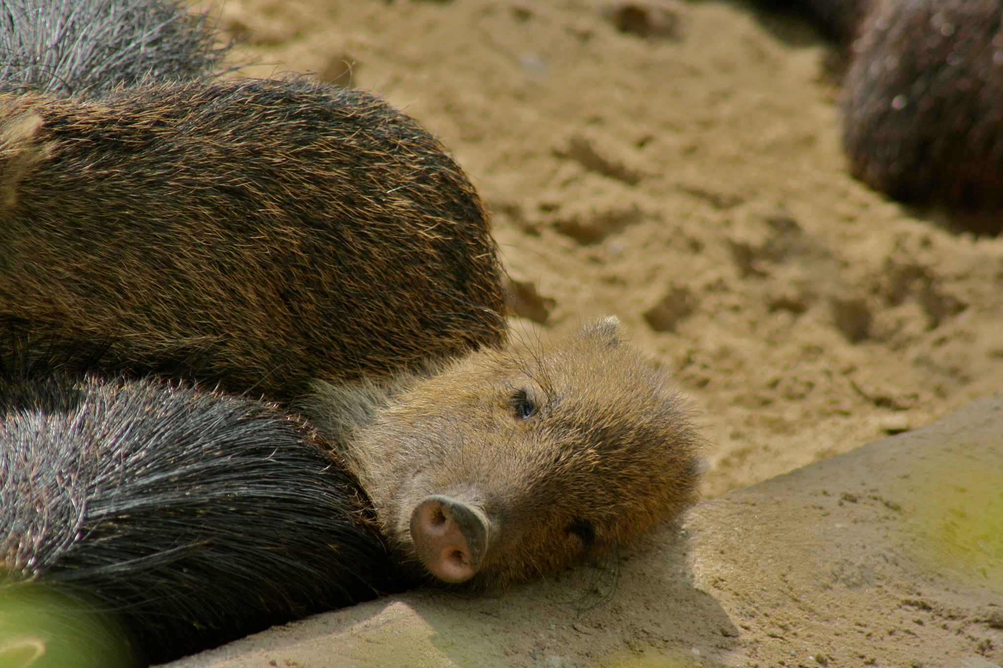 Canon EF 75-300mm f/4-5.6 USM sample photo. Zoologischer garten berlin photography