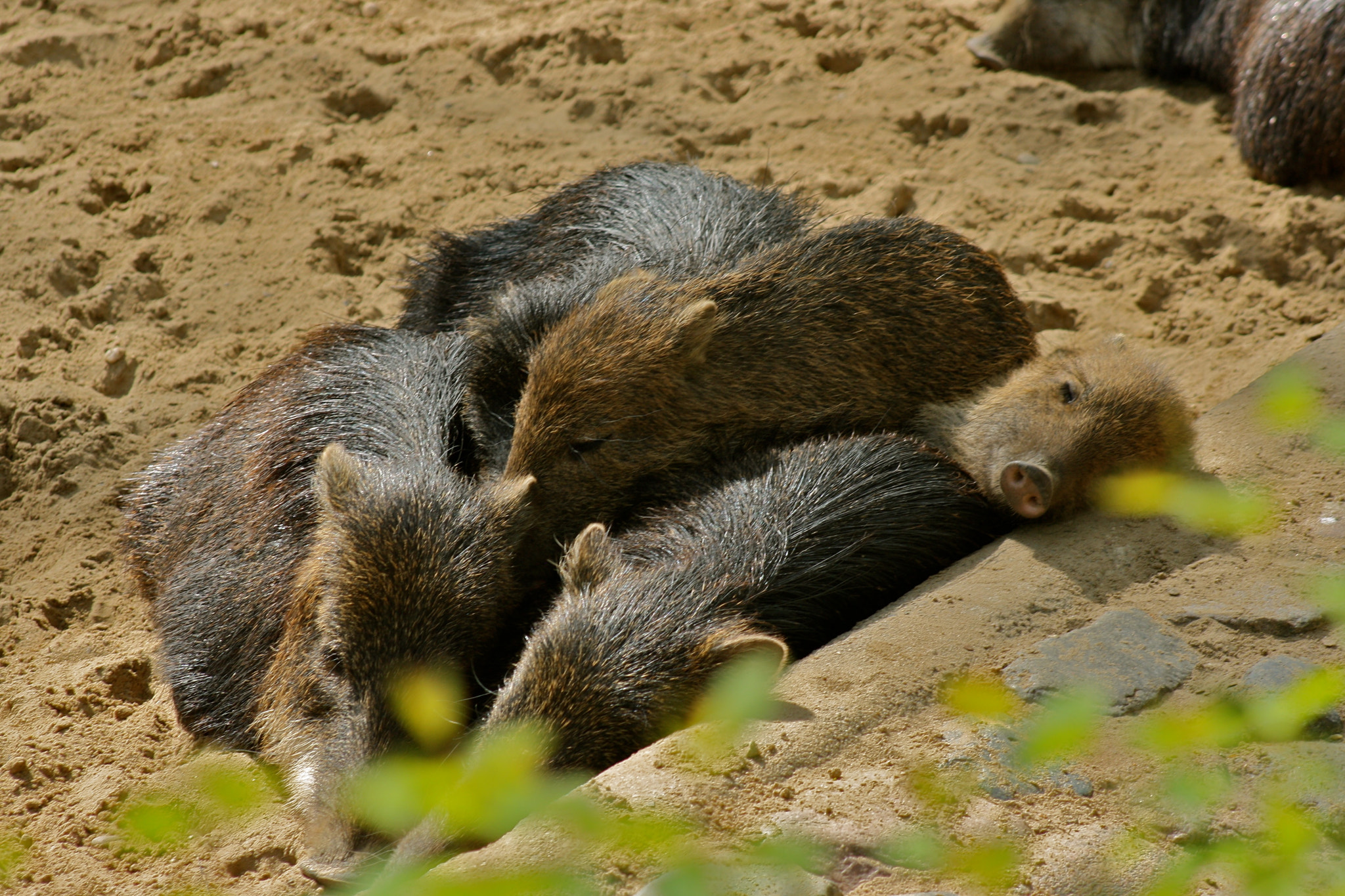 Canon EF 75-300mm f/4-5.6 USM sample photo. Zoologischer garten berlin photography