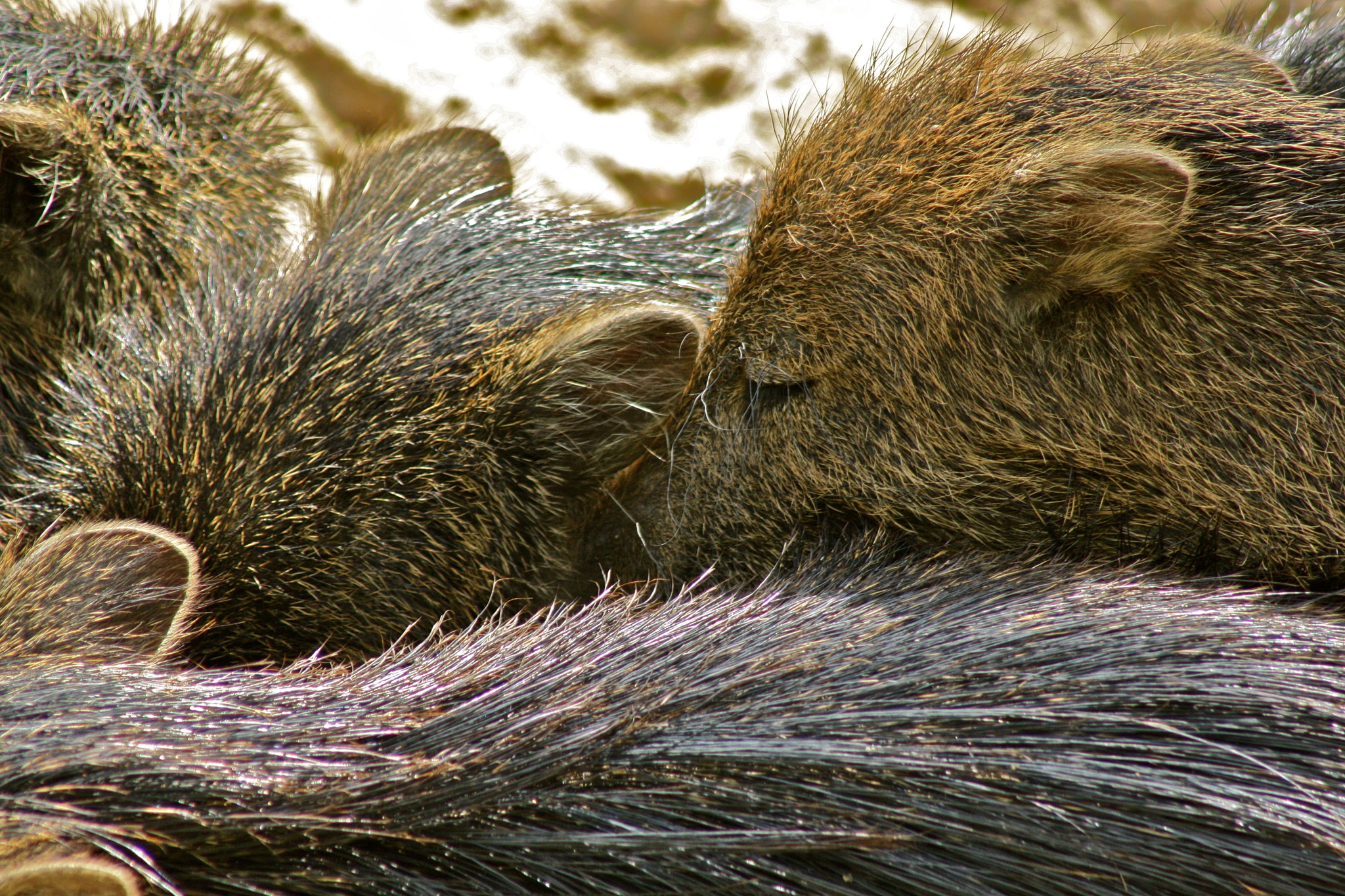 Canon EF 75-300mm f/4-5.6 USM sample photo. Zoologischer garten berlin photography