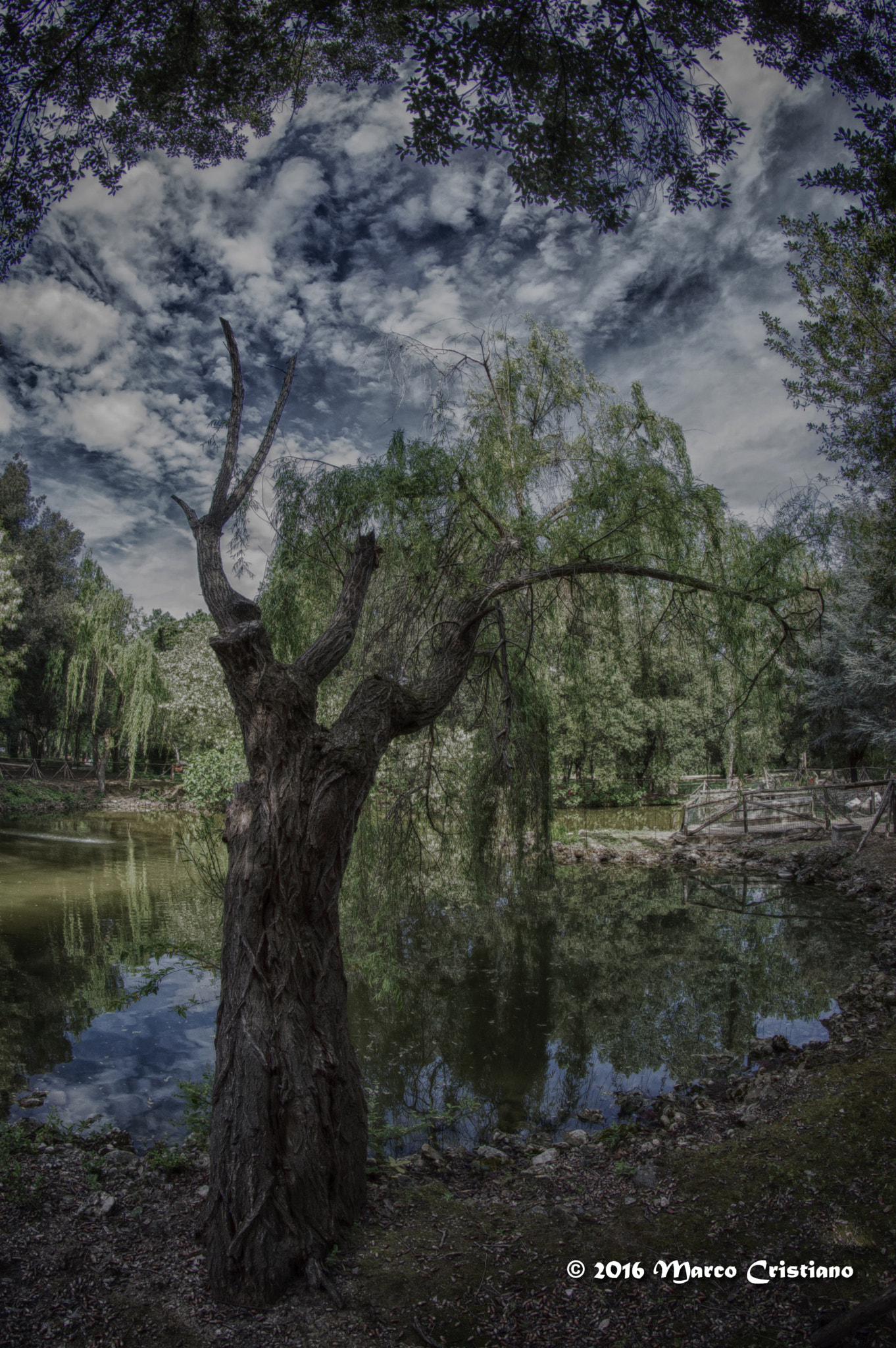 Nikon D3200 + Samyang 8mm F3.5 Aspherical IF MC Fisheye sample photo. Salice piangente photography