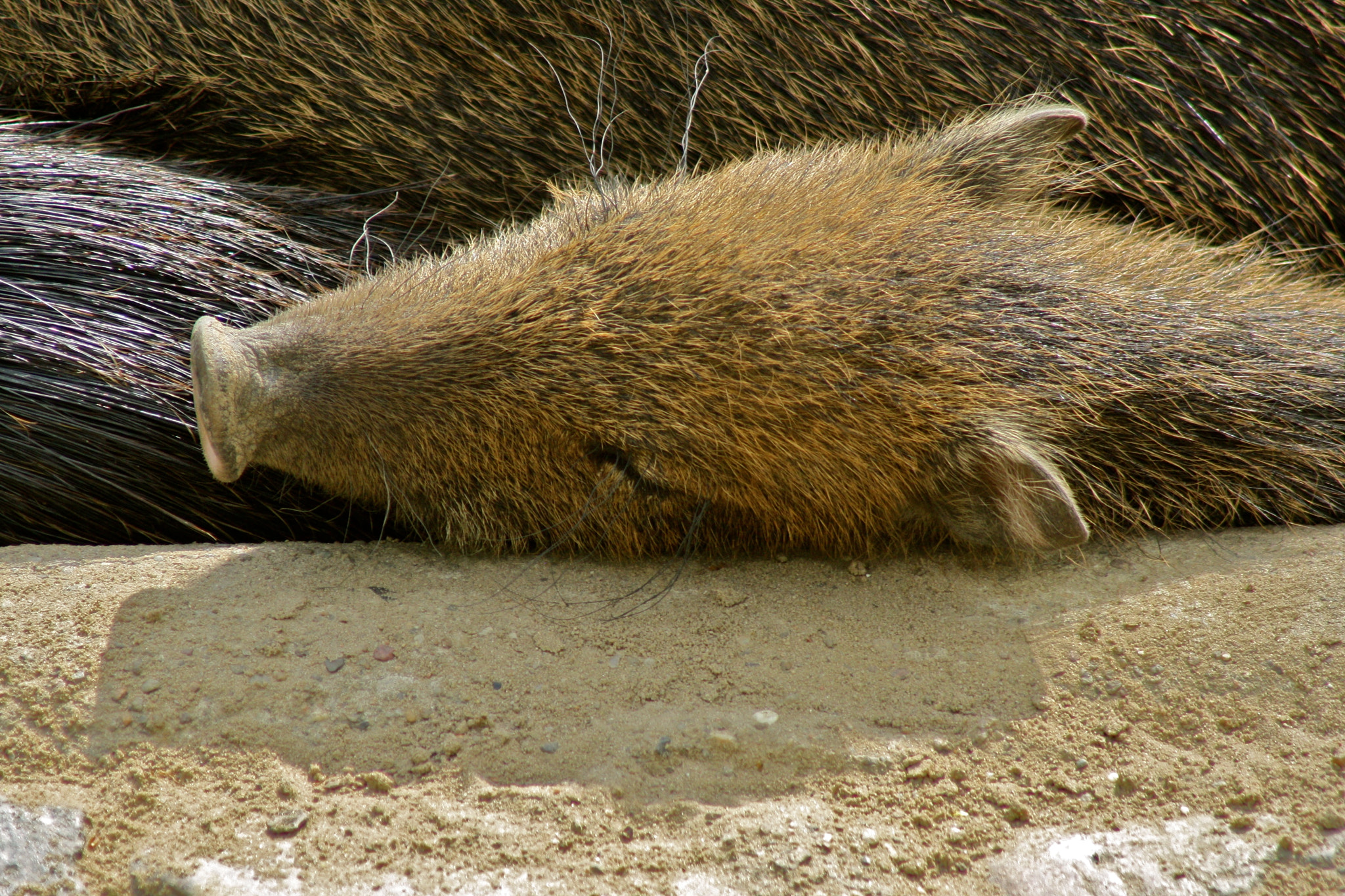 Canon EF 75-300mm f/4-5.6 USM sample photo. Zoologischer garten berlin photography