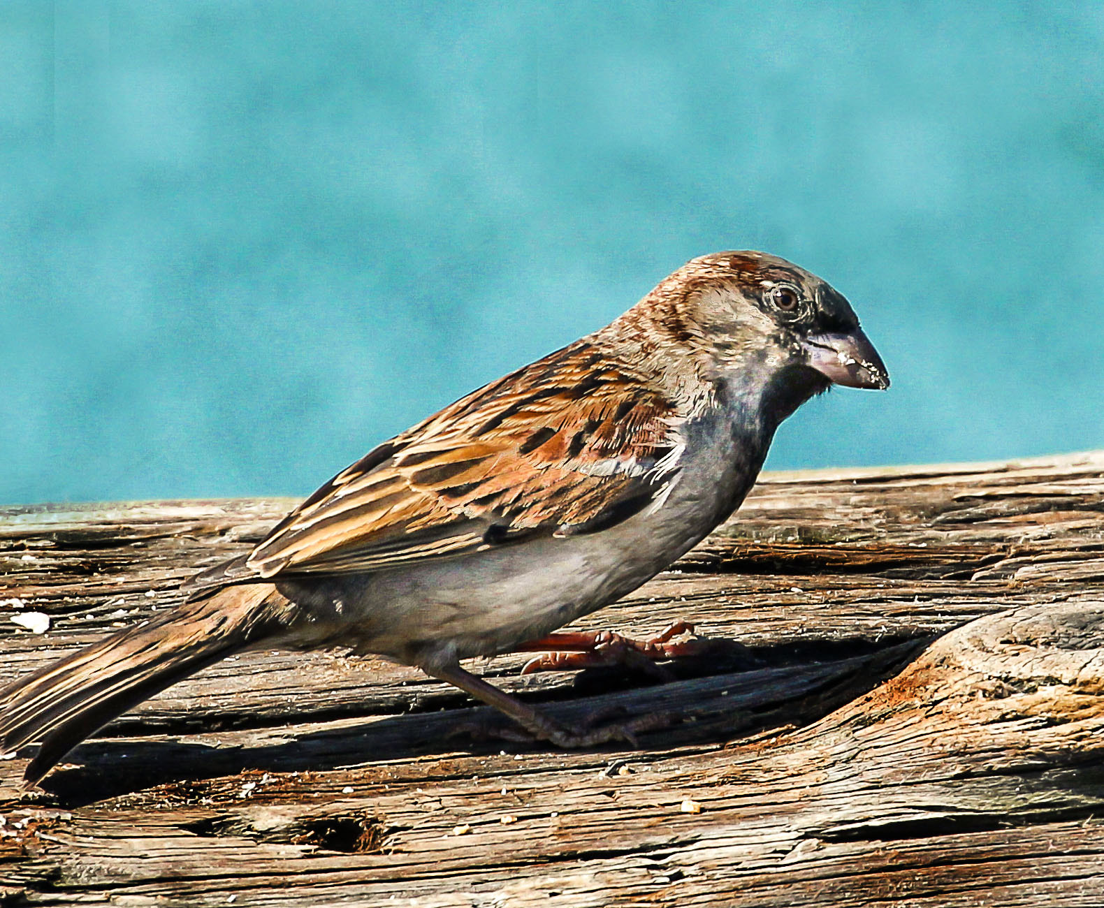 Canon EF 70-300mm F4-5.6L IS USM sample photo. Common finch photography