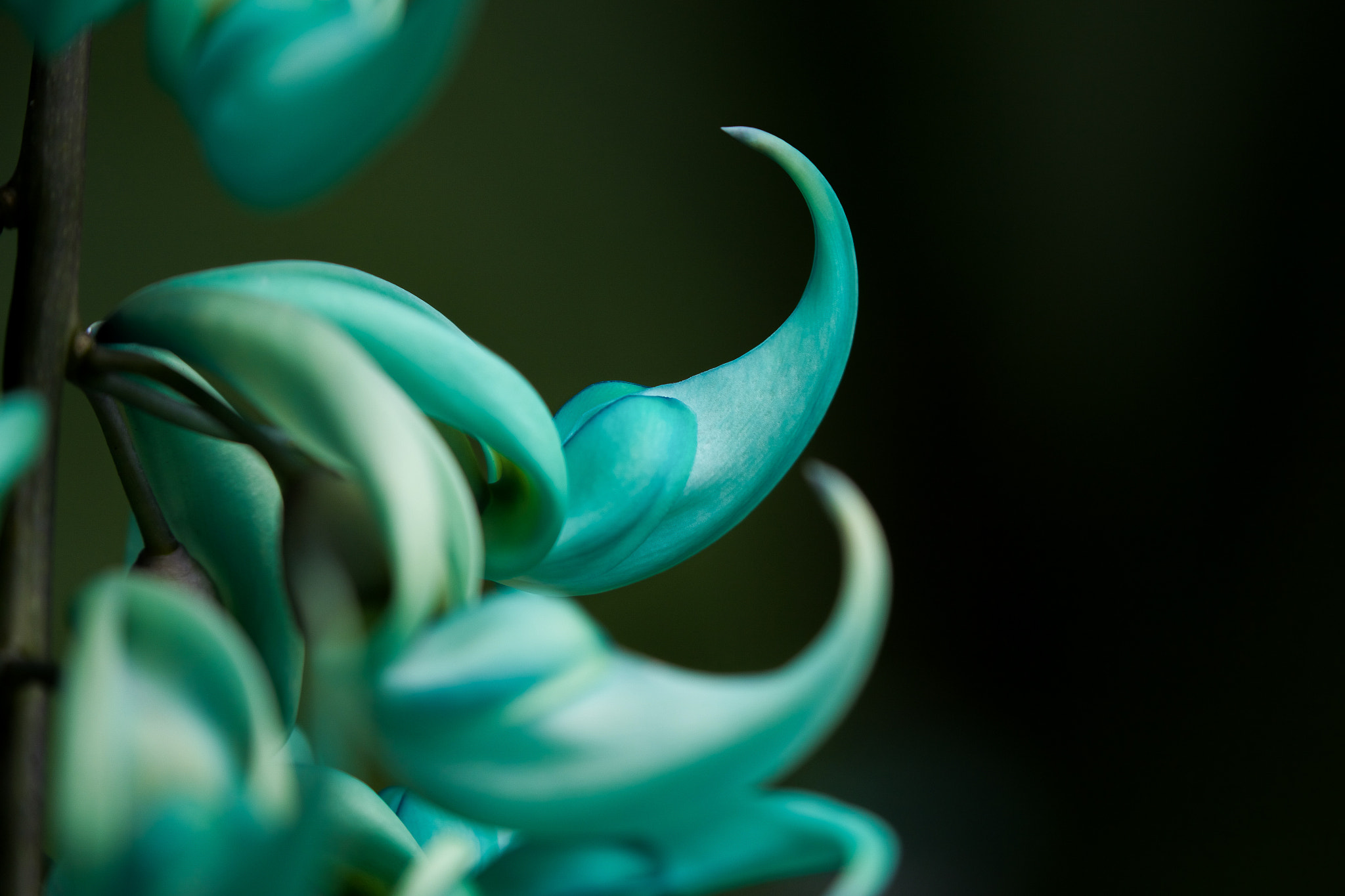 Canon EF 100-400mm F4.5-5.6L IS II USM sample photo. Flower emerald photography