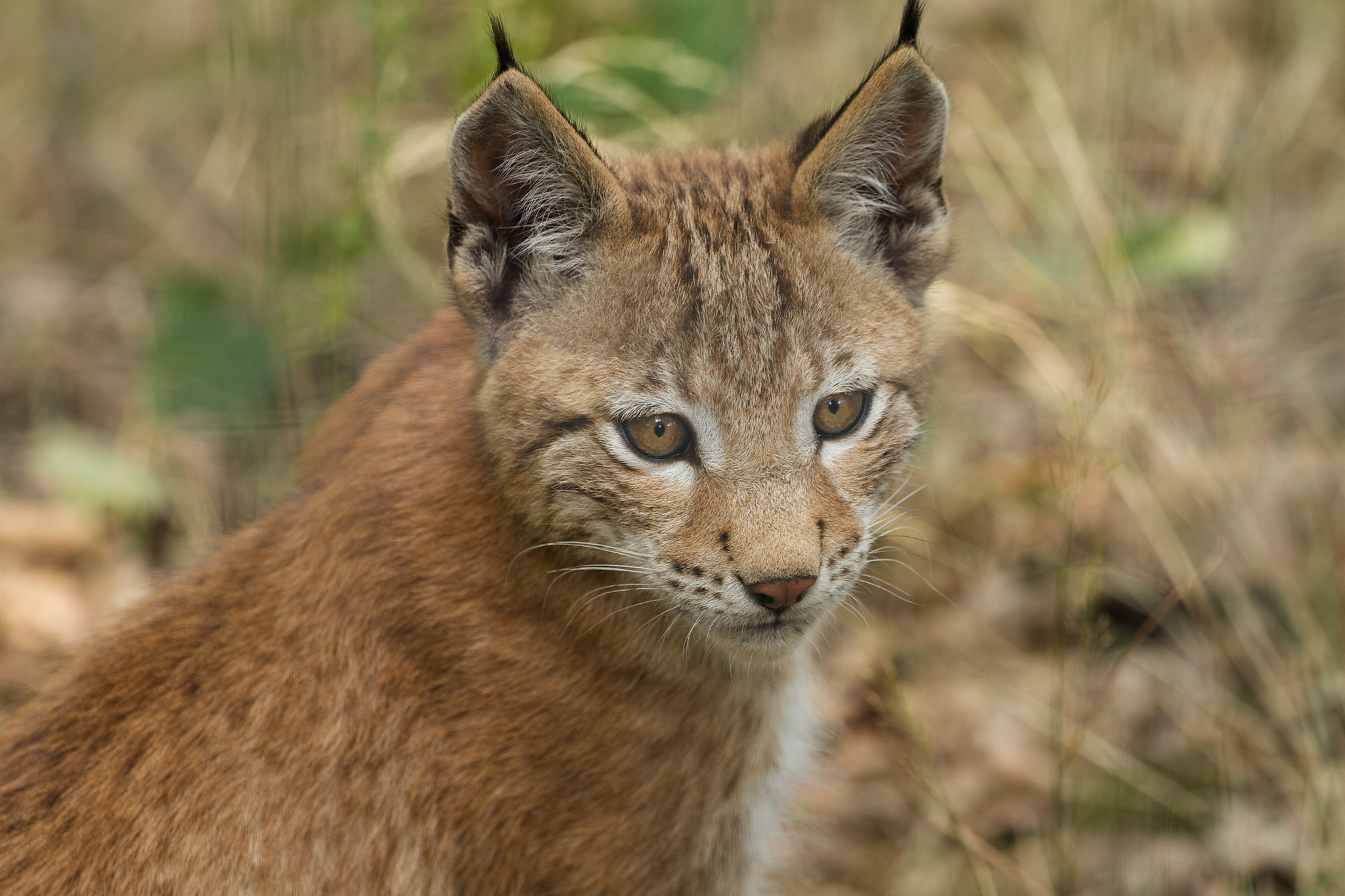 Canon EF 100-400mm F4.5-5.6L IS II USM sample photo. Kitten photography