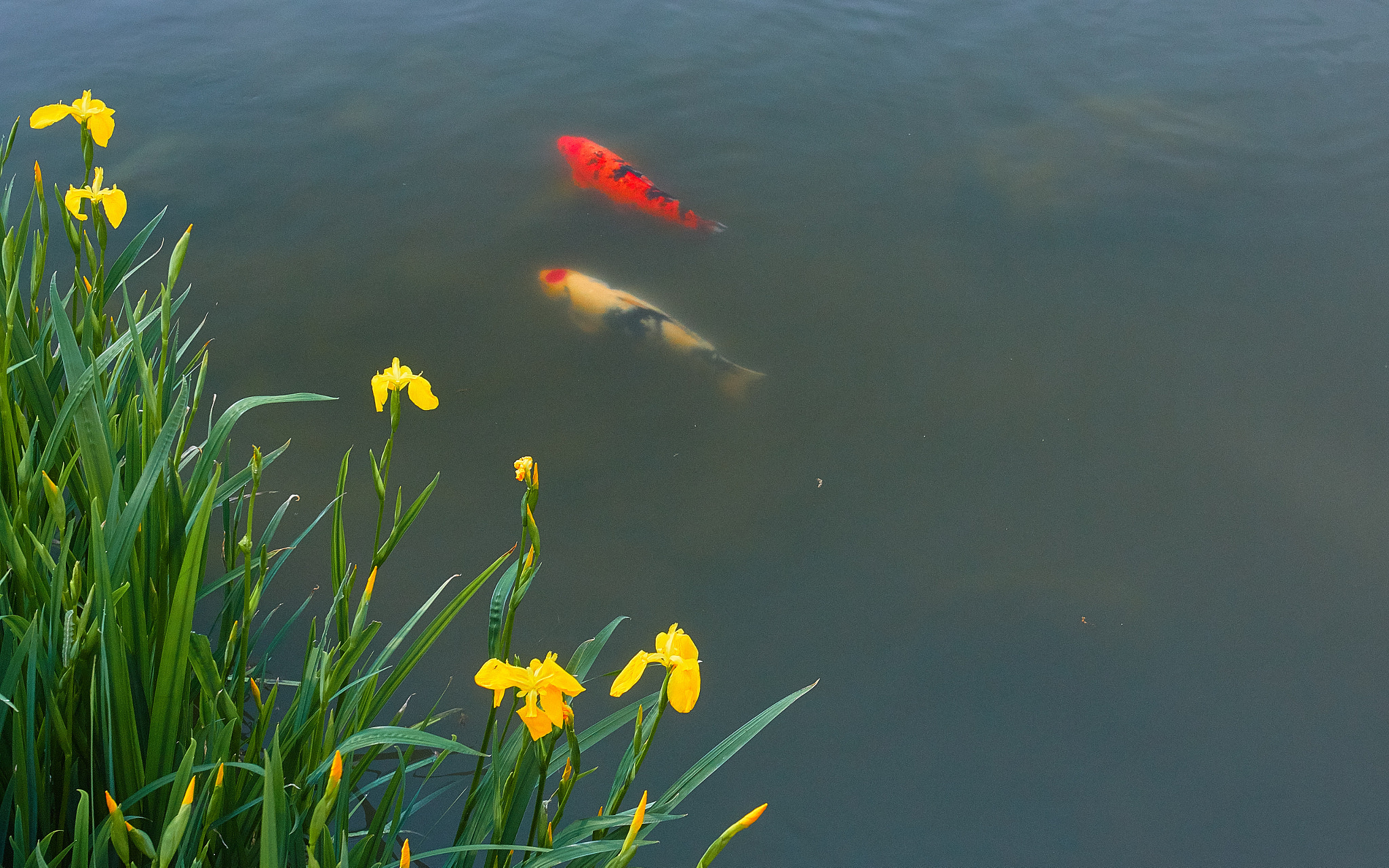 Canon EOS 70D + Canon EF 16-35mm F2.8L USM sample photo. Early summer photography