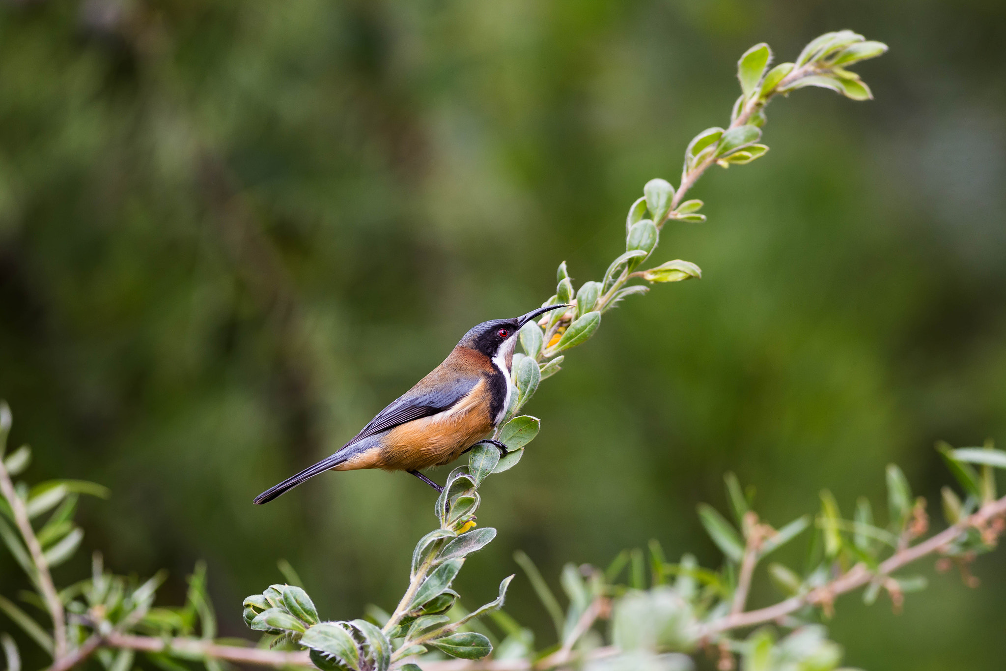 Canon EOS 6D + Canon EF 400mm F5.6L USM sample photo. Eastern spinebill photography