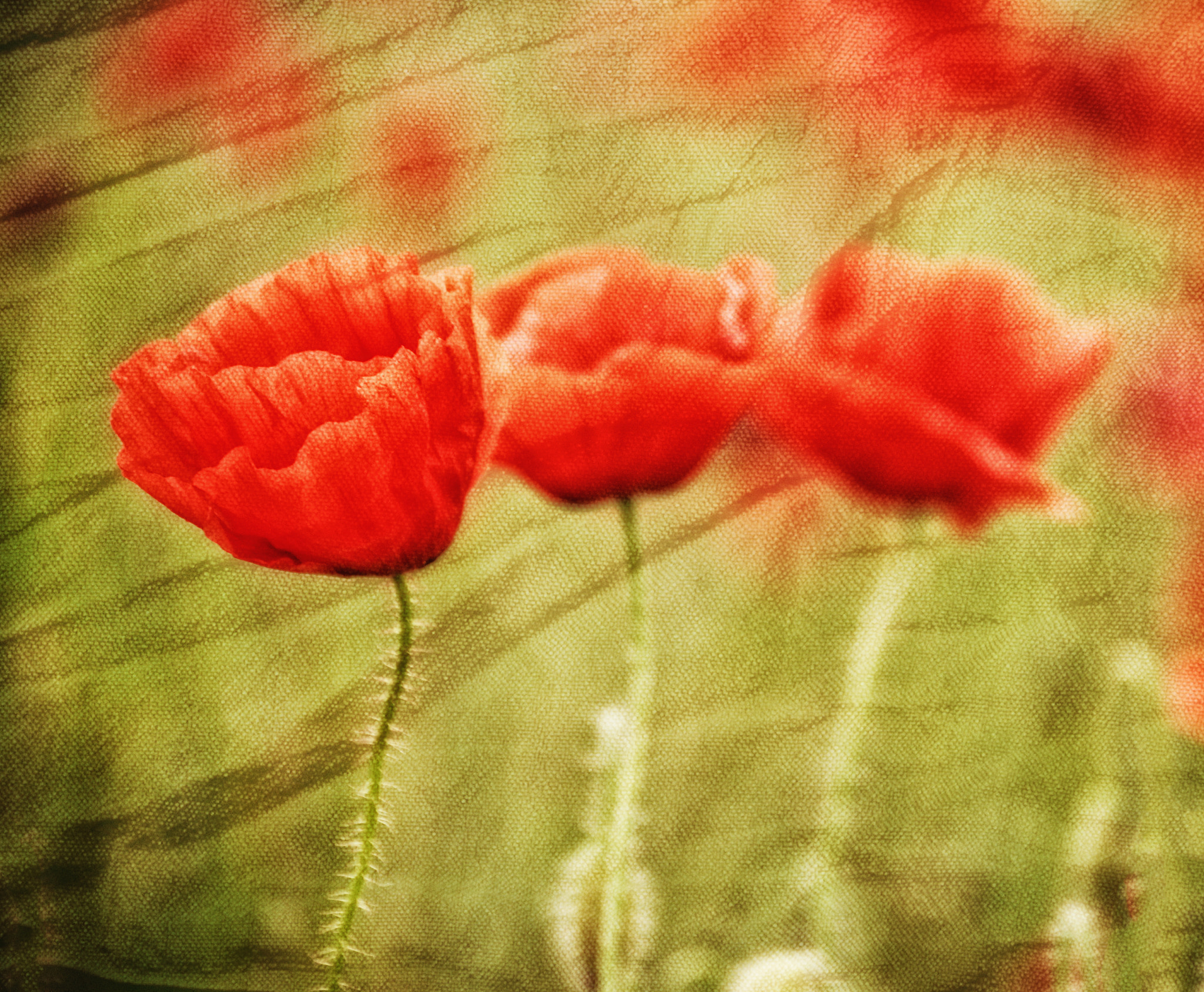 Nikon D80 sample photo. X photography